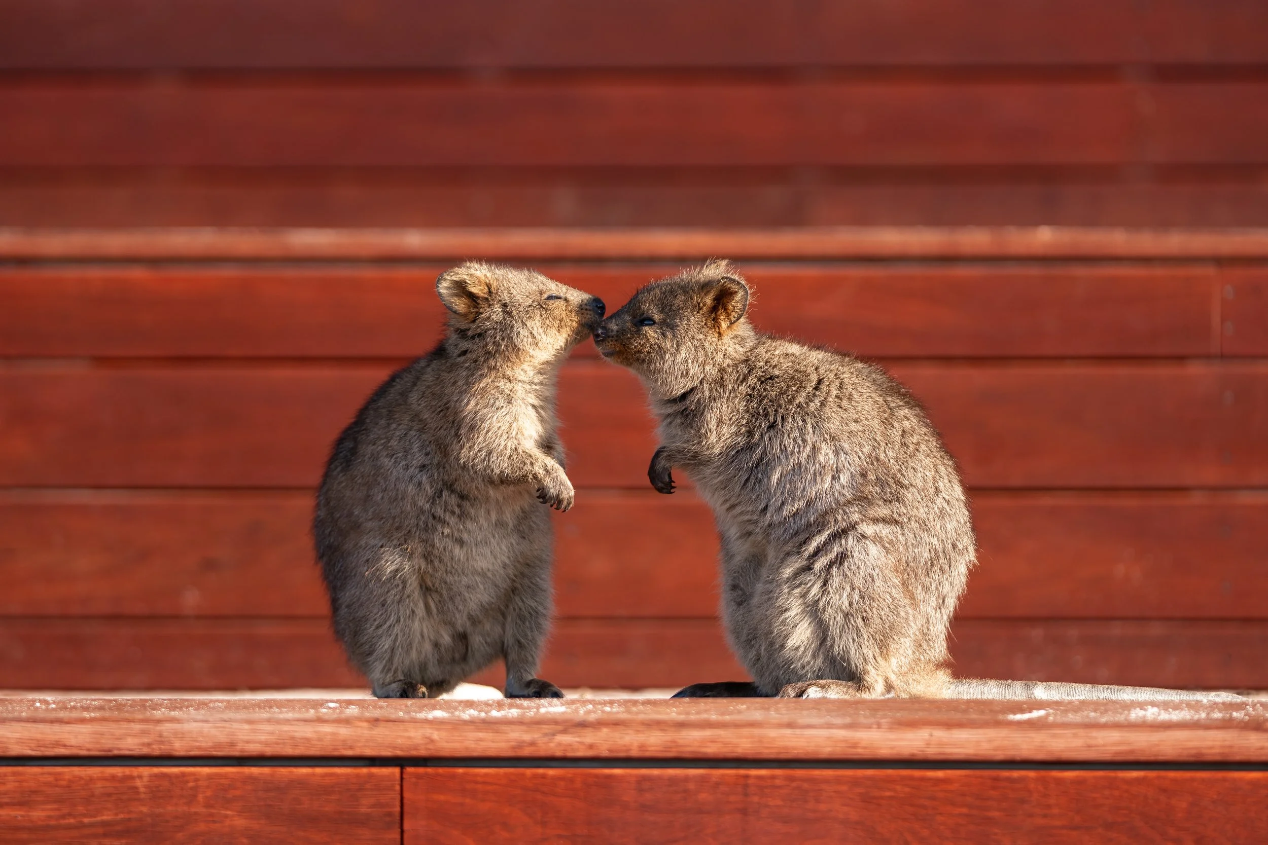  Credit: David Forrest, Quokka Coaches 