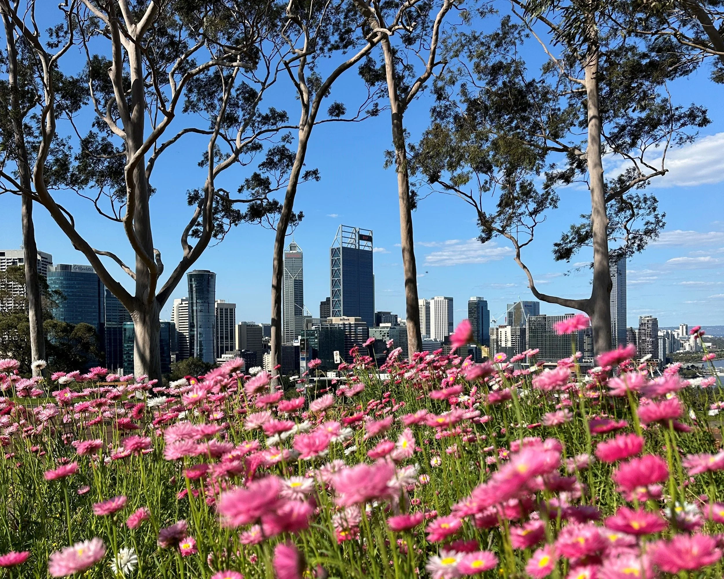 寺田桃子perth city and everlasting2.JPG