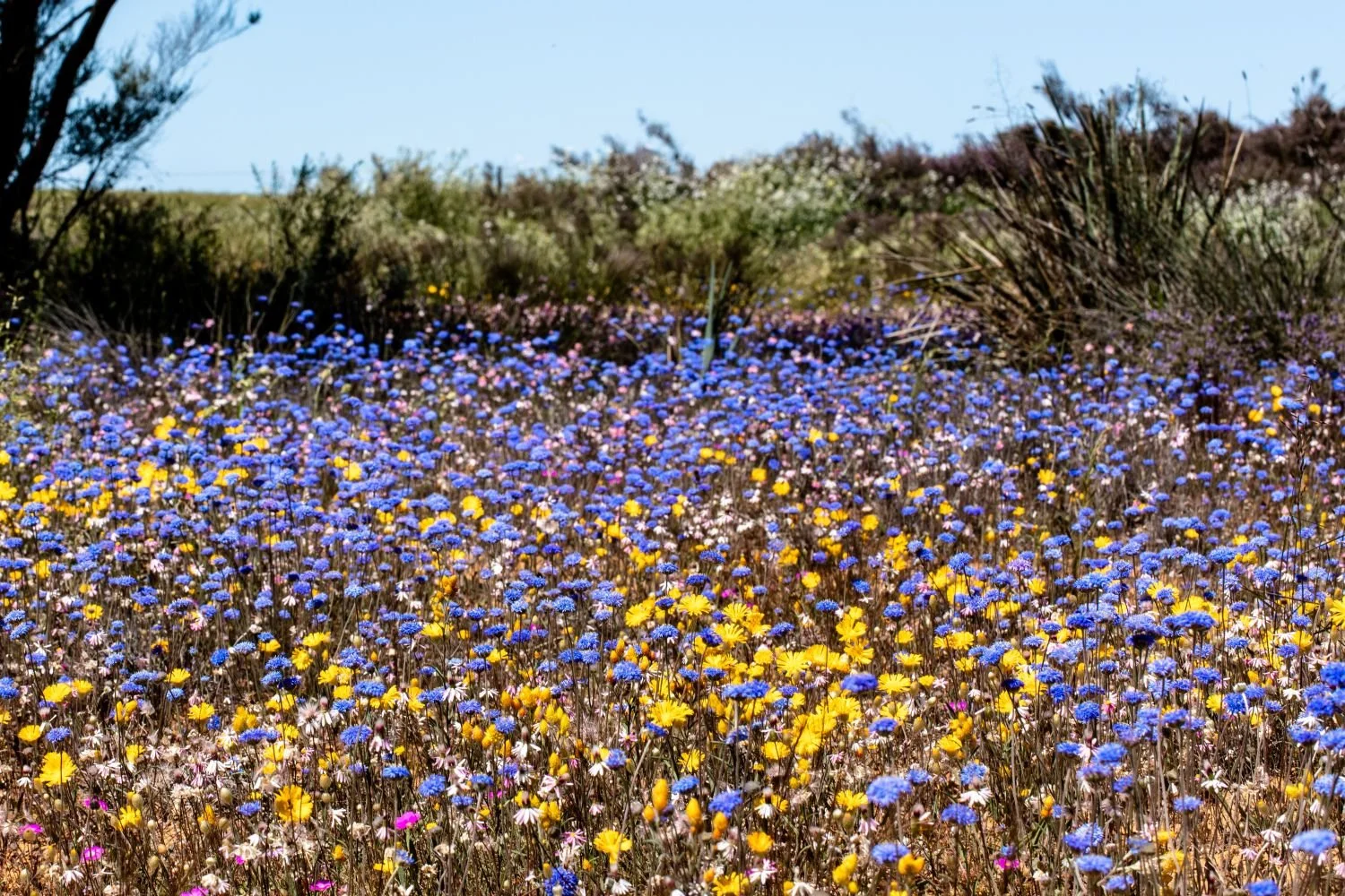 Wildflower country .jpg