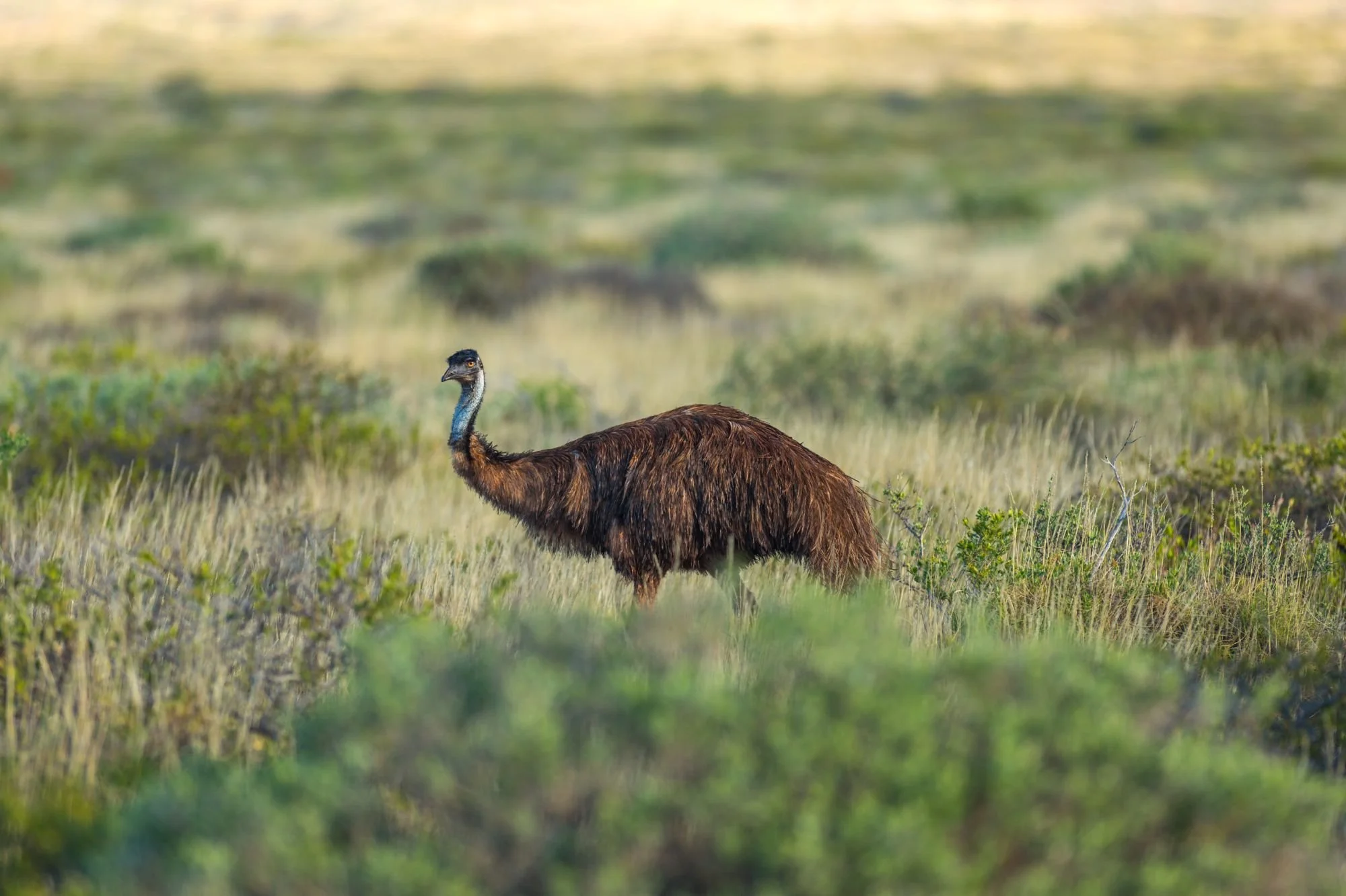 EMU.jpg
