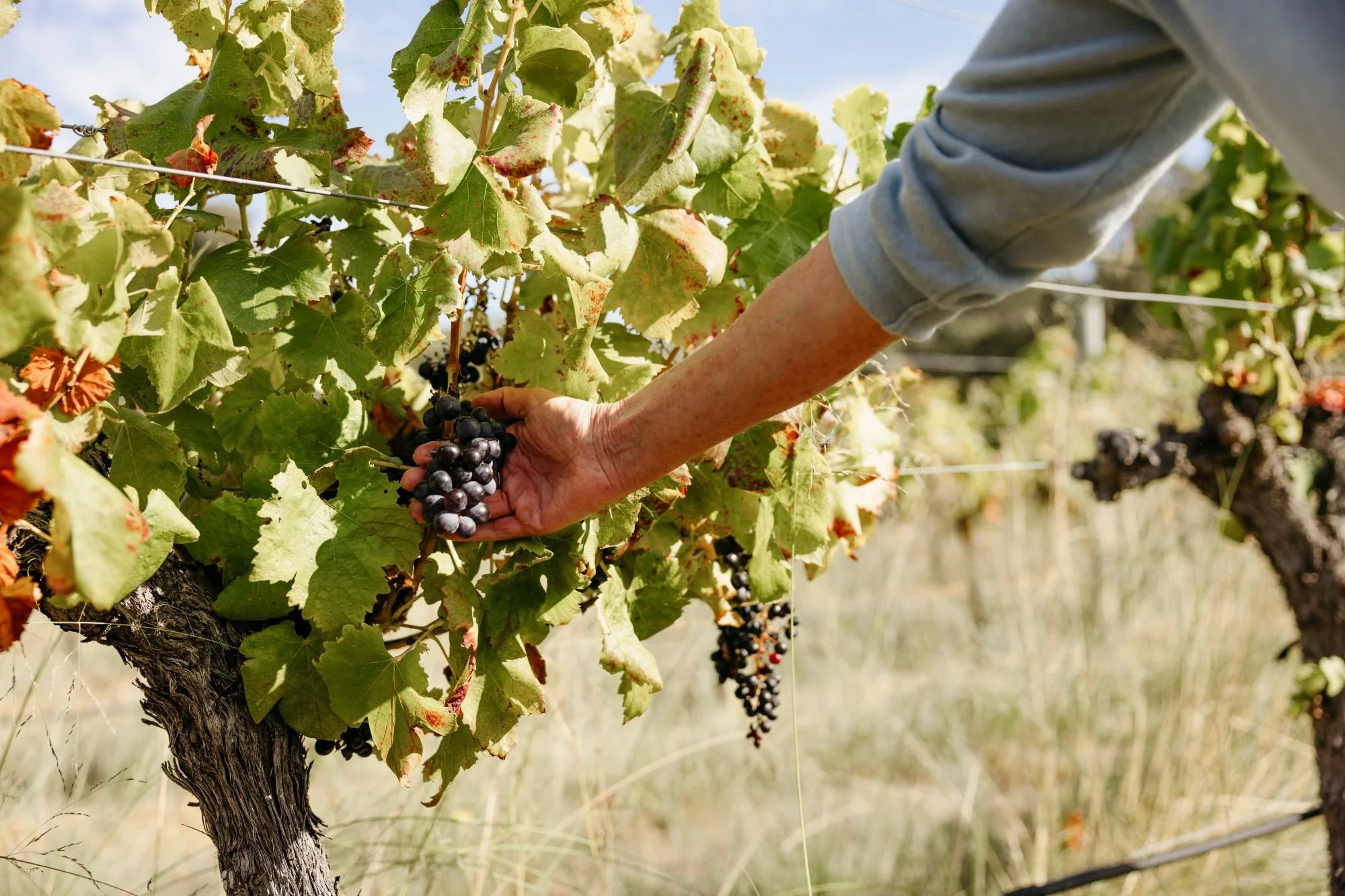 Leeuwin Estate 4.jpg