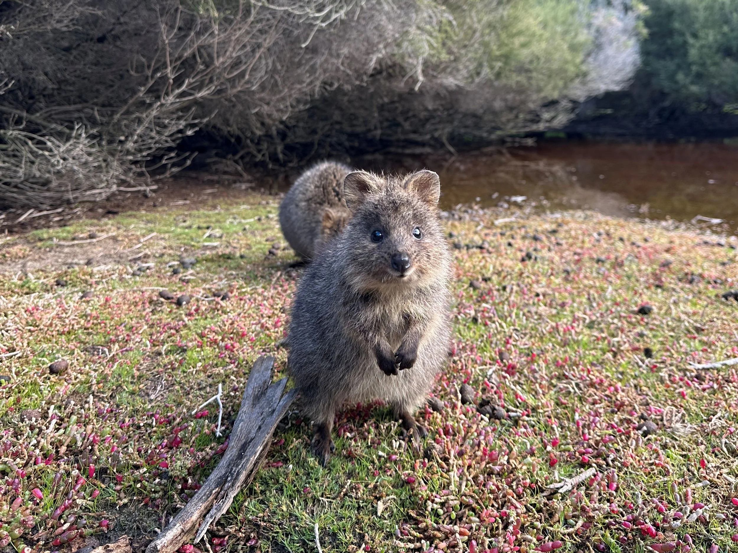 Quokka gardenlake.JPG