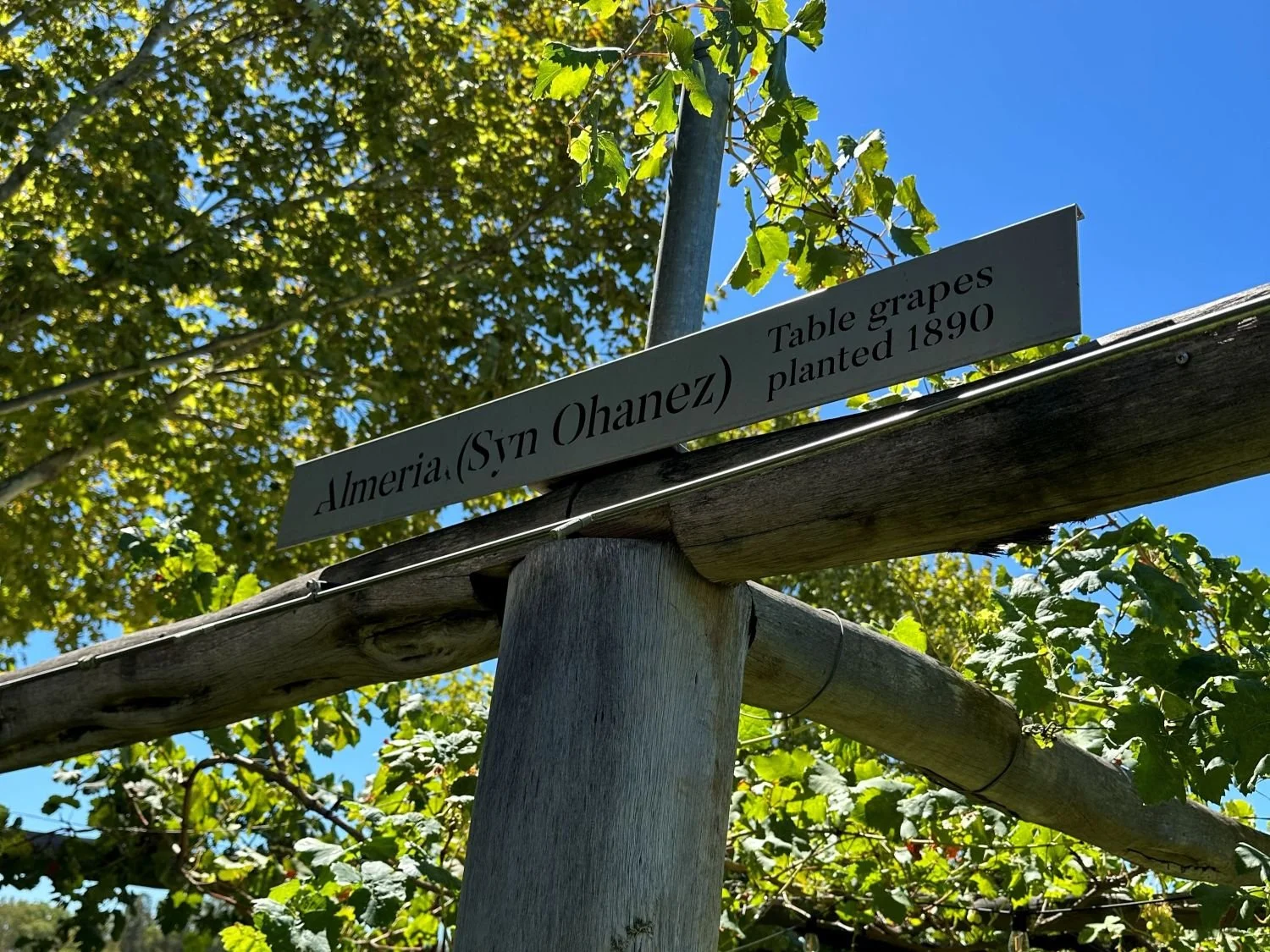 sandalford momo2 横.jpg