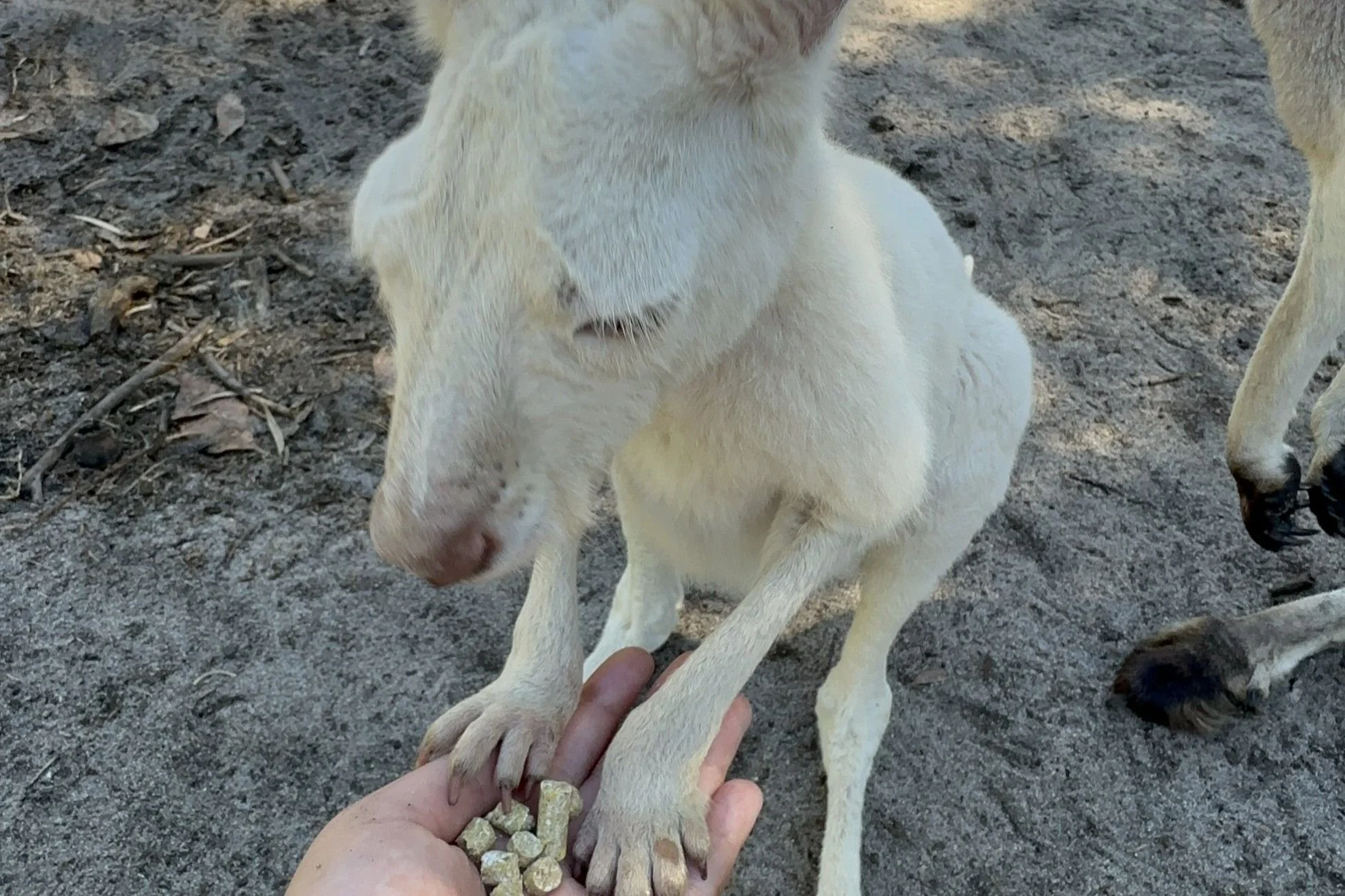 P3-OMA Kangaroo feeding.JPG