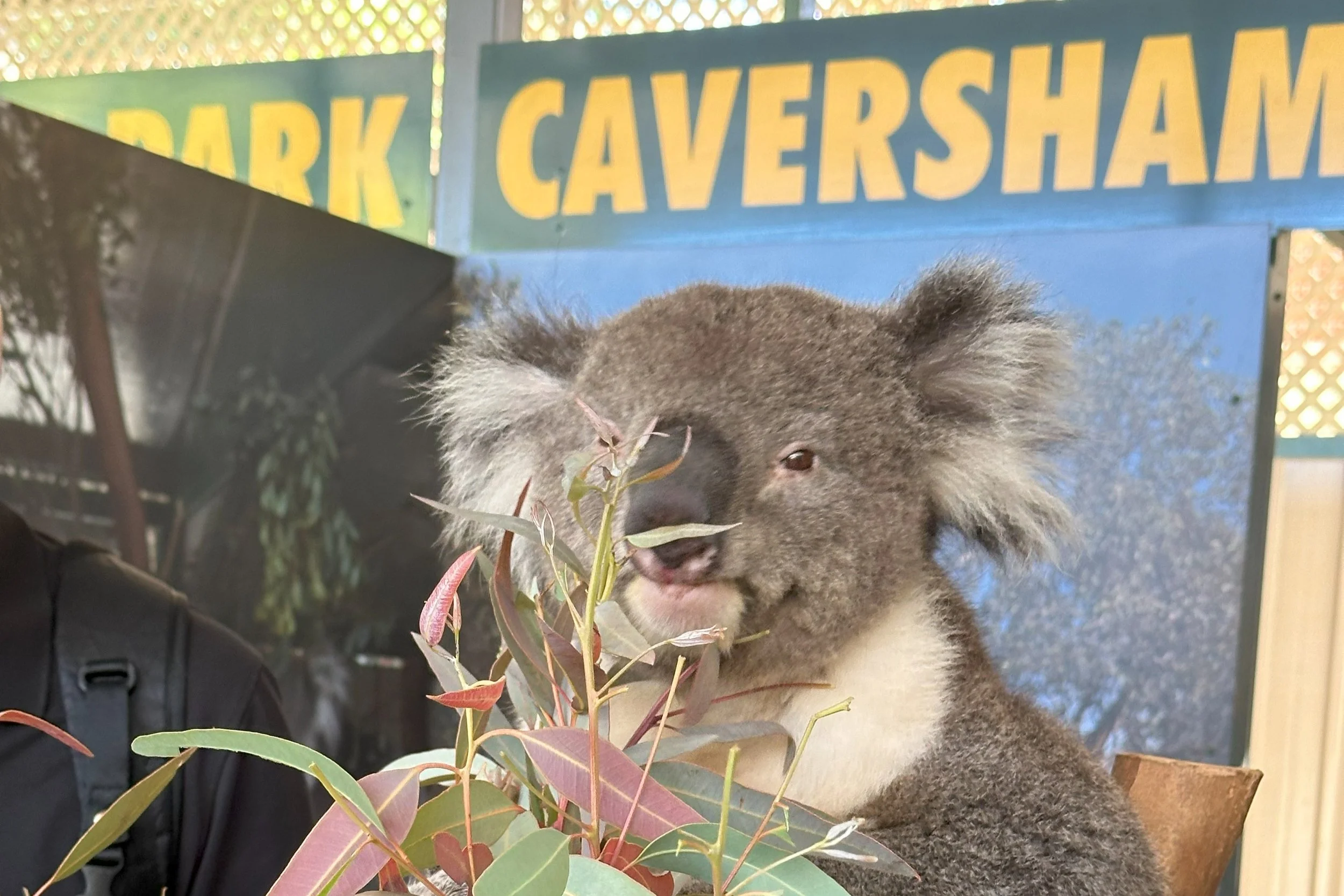 P3-OMA koala.jpg