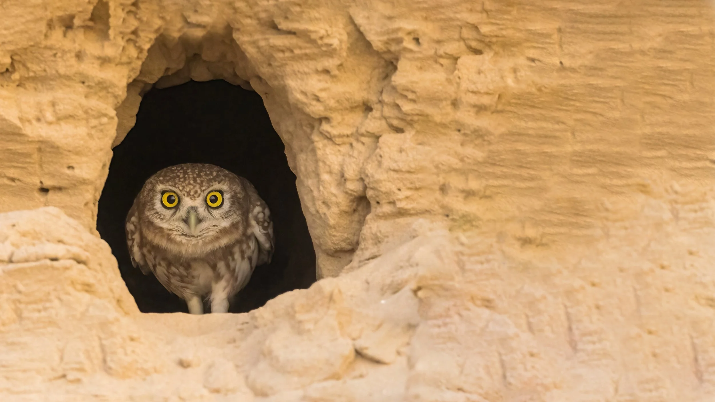 Little Owl in Sandstone
