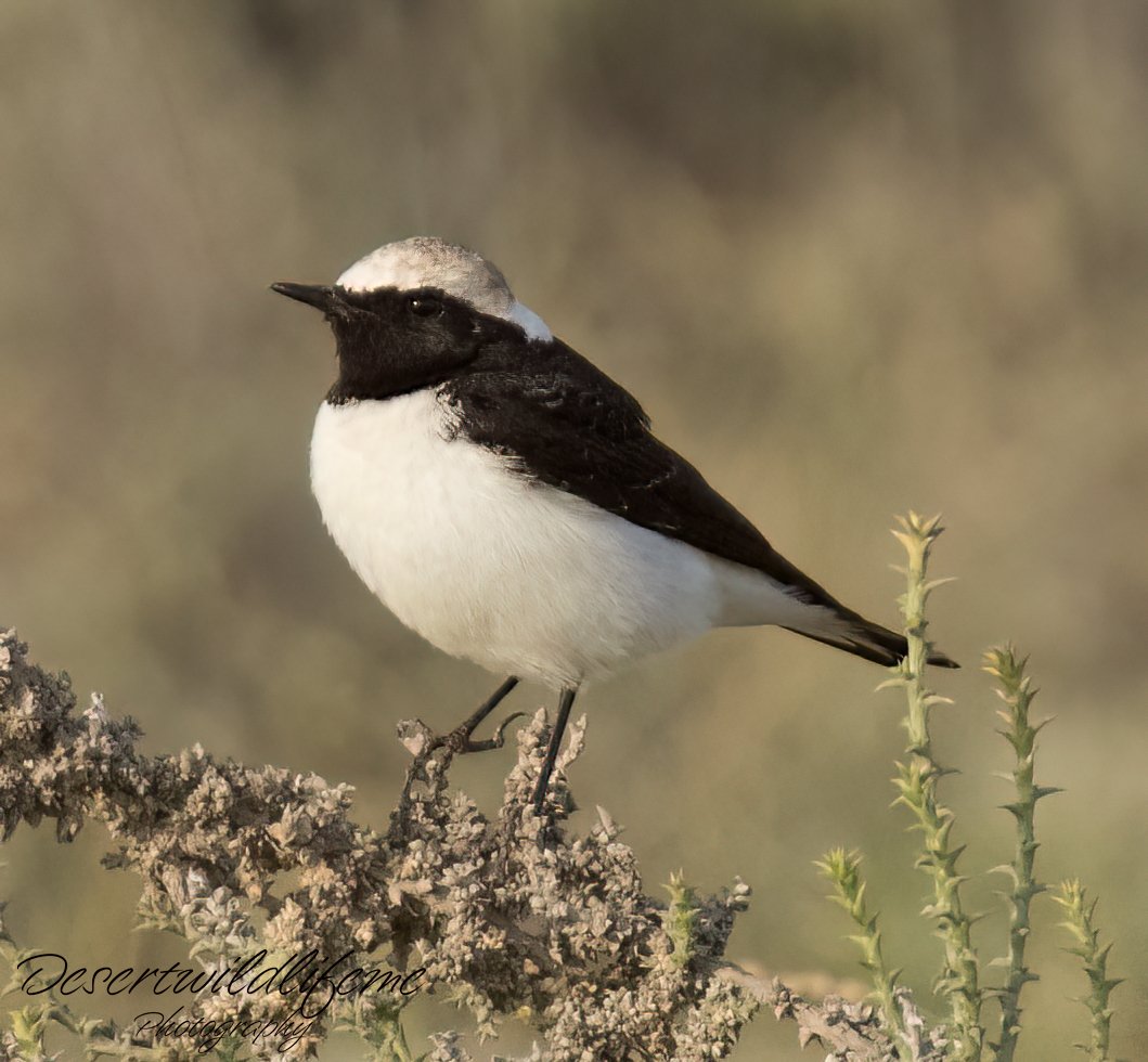 A small black and white bird perched on a branch with a blurred natural background.