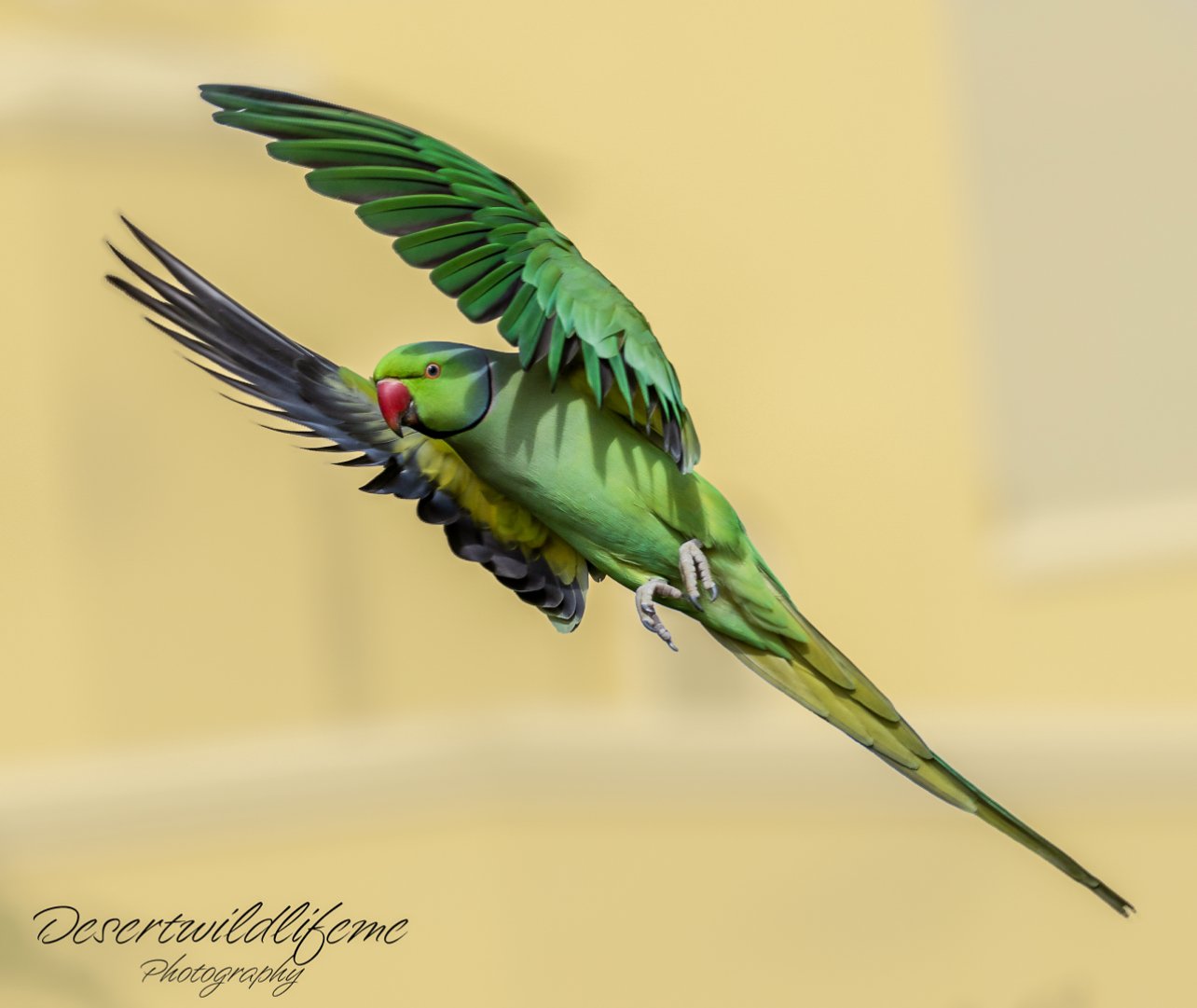 A digitally edited image of a bird with the body of a parakeet and the wings of a hawk flying against a beige background.