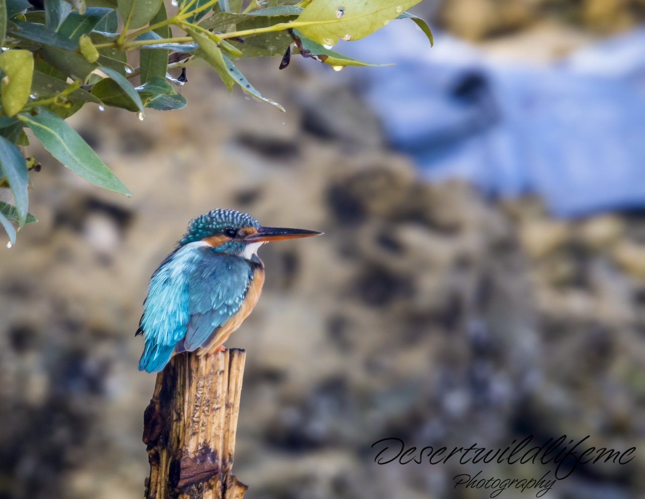 A colorful kingfisher bird perched on a wooden post near water, surrounded by green leaves.