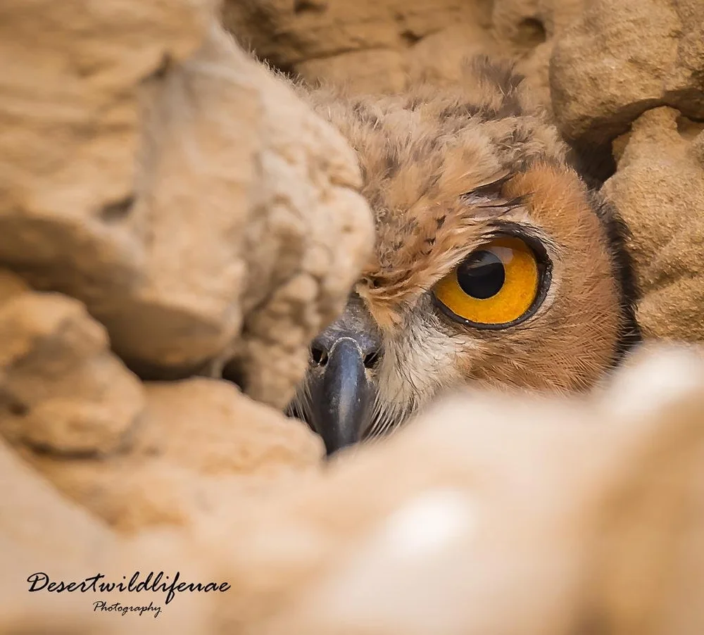 desertwildlifeme
