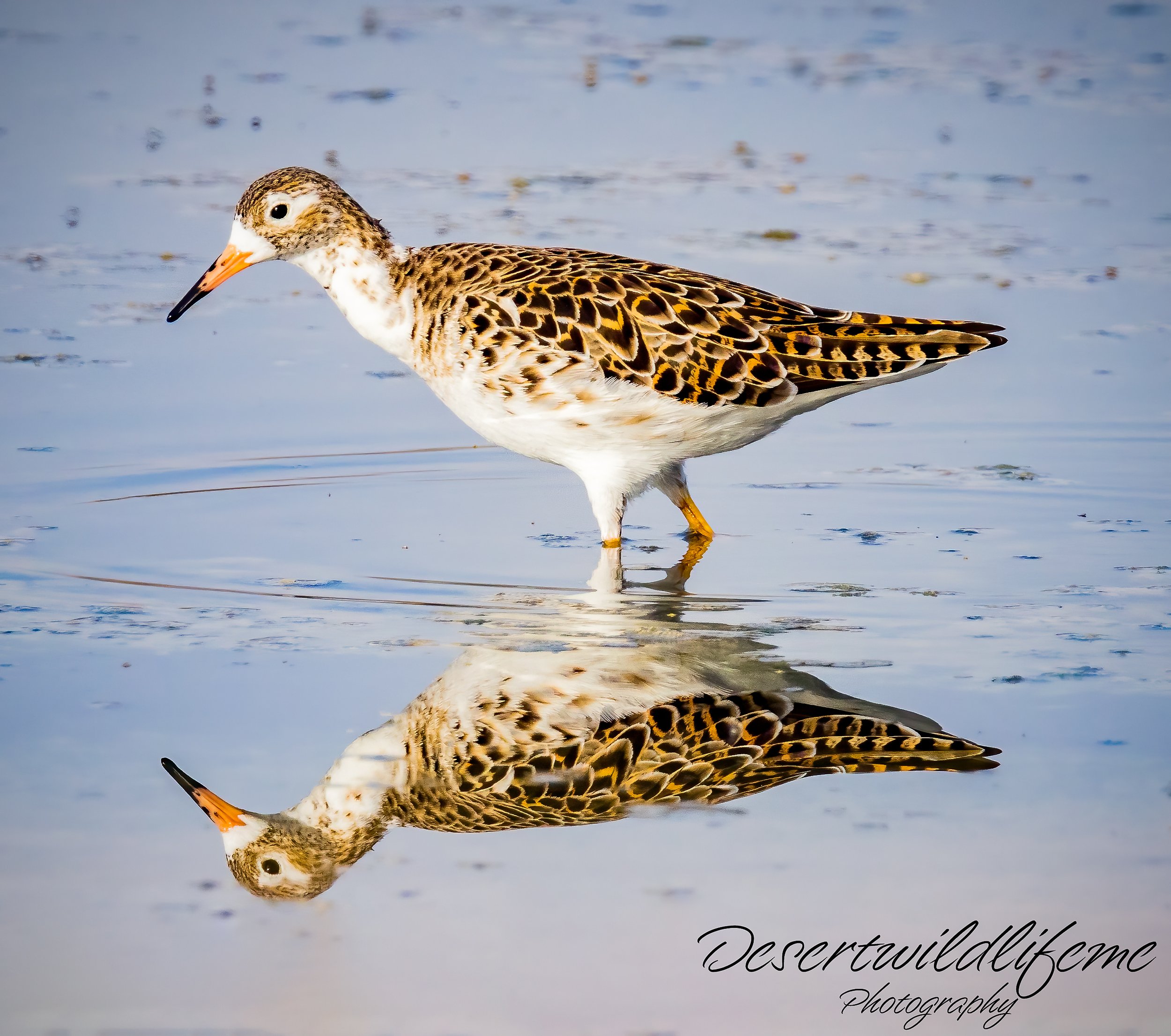 A shorebird standing in shallow water with its reflection visible, featuring mottled brown and white plumage, an orange and black beak, and yellow legs.