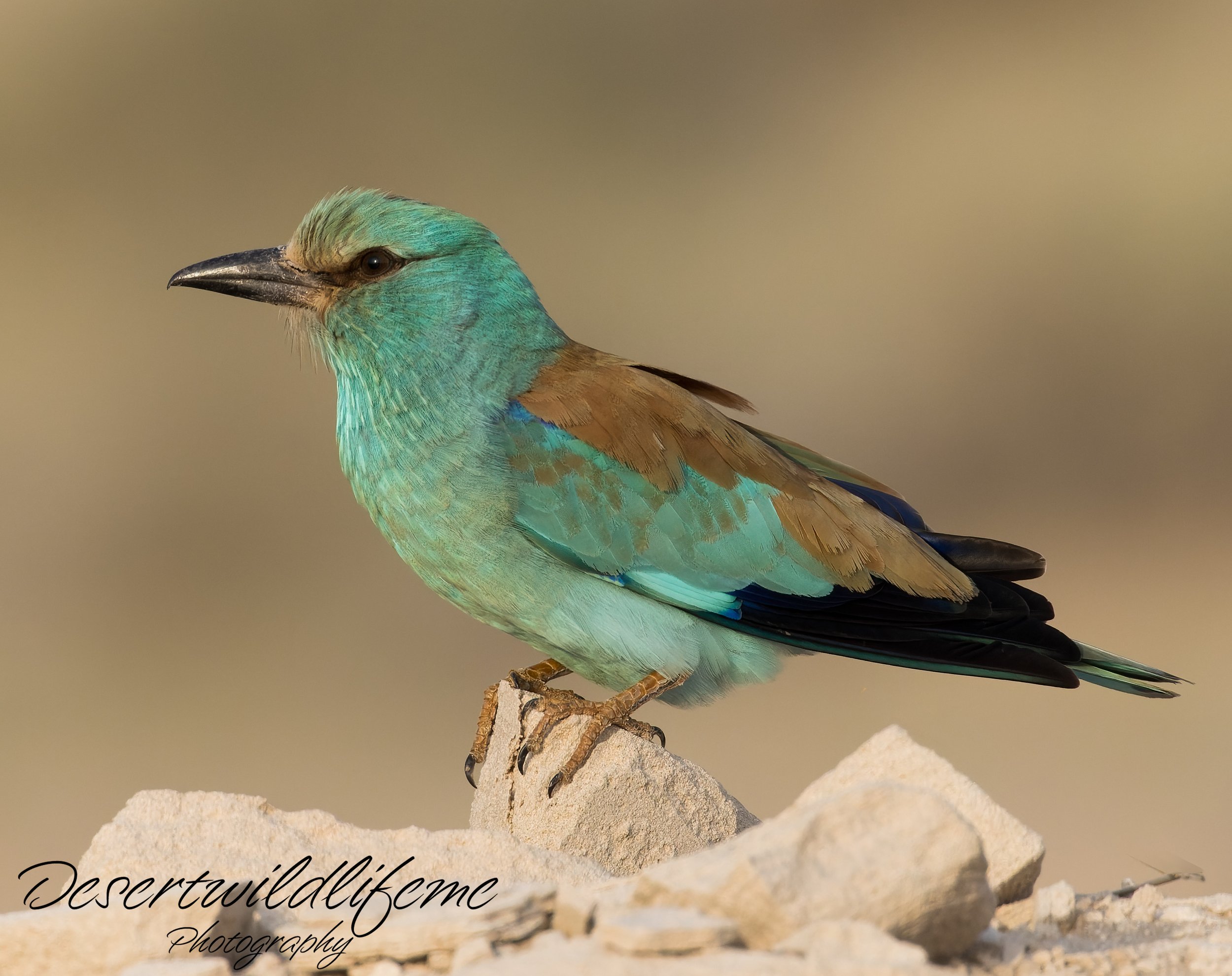 Colorful bird perched on rocks, with a blurred natural background.