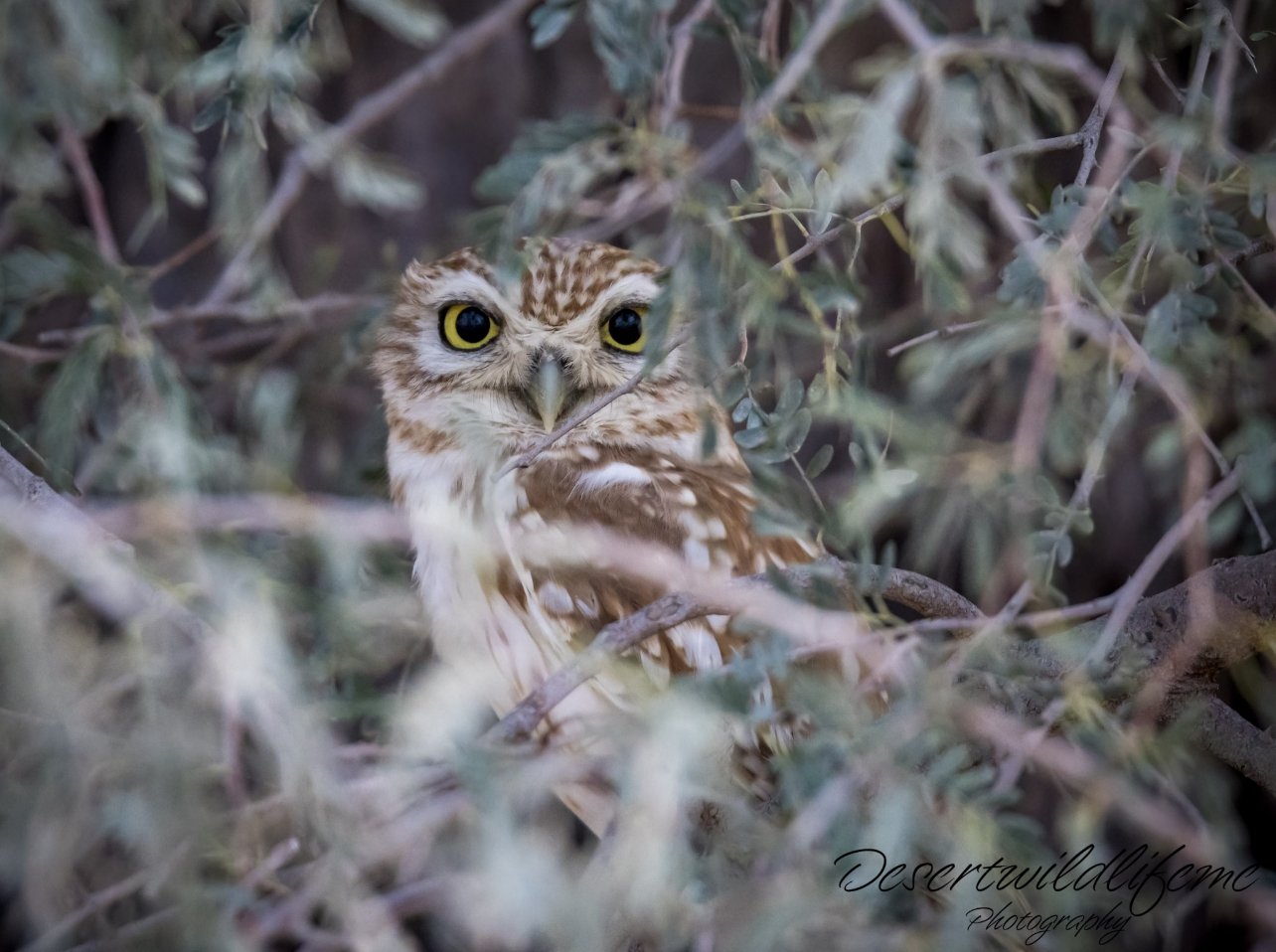 A small owl with yellow eyes peering through dense green and brown shrubbery.