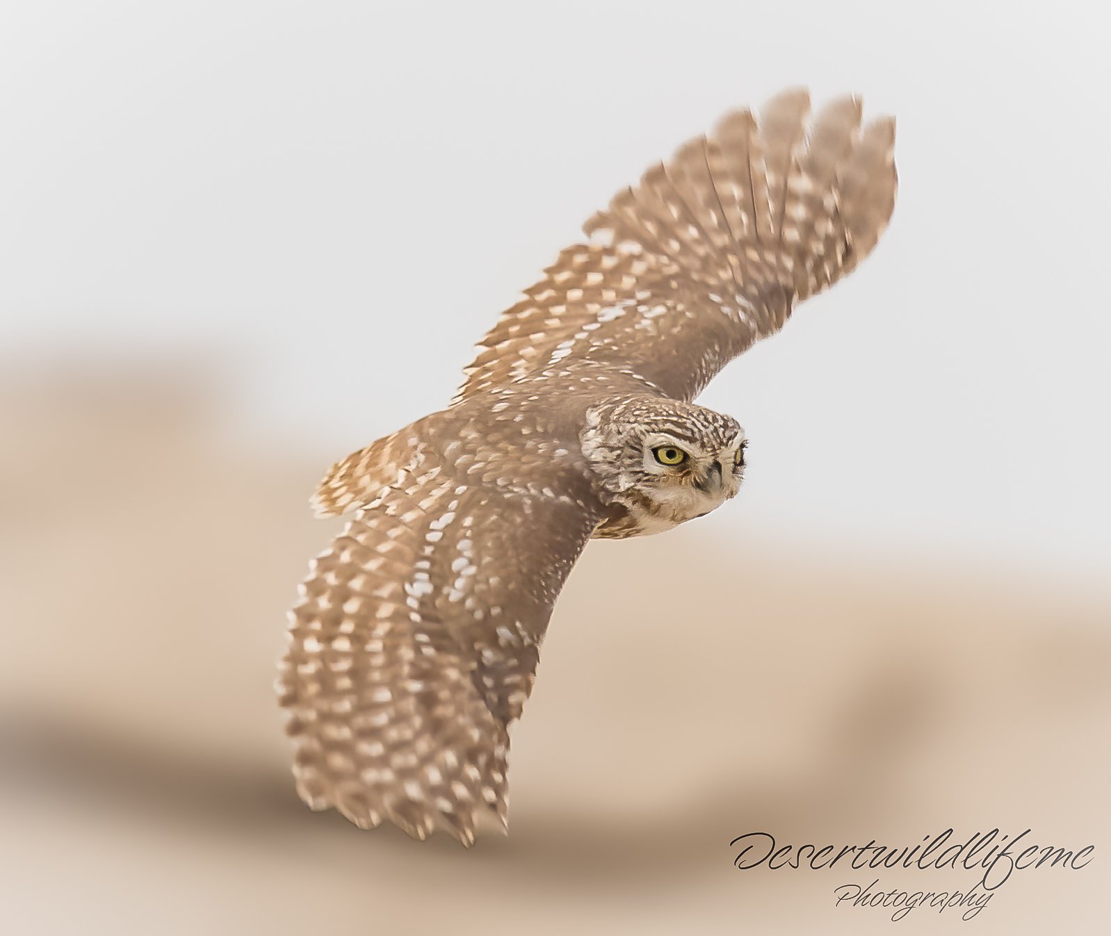 A shotgun has been edited into the image to make it look like a bird of prey is flying with wings spread wide.