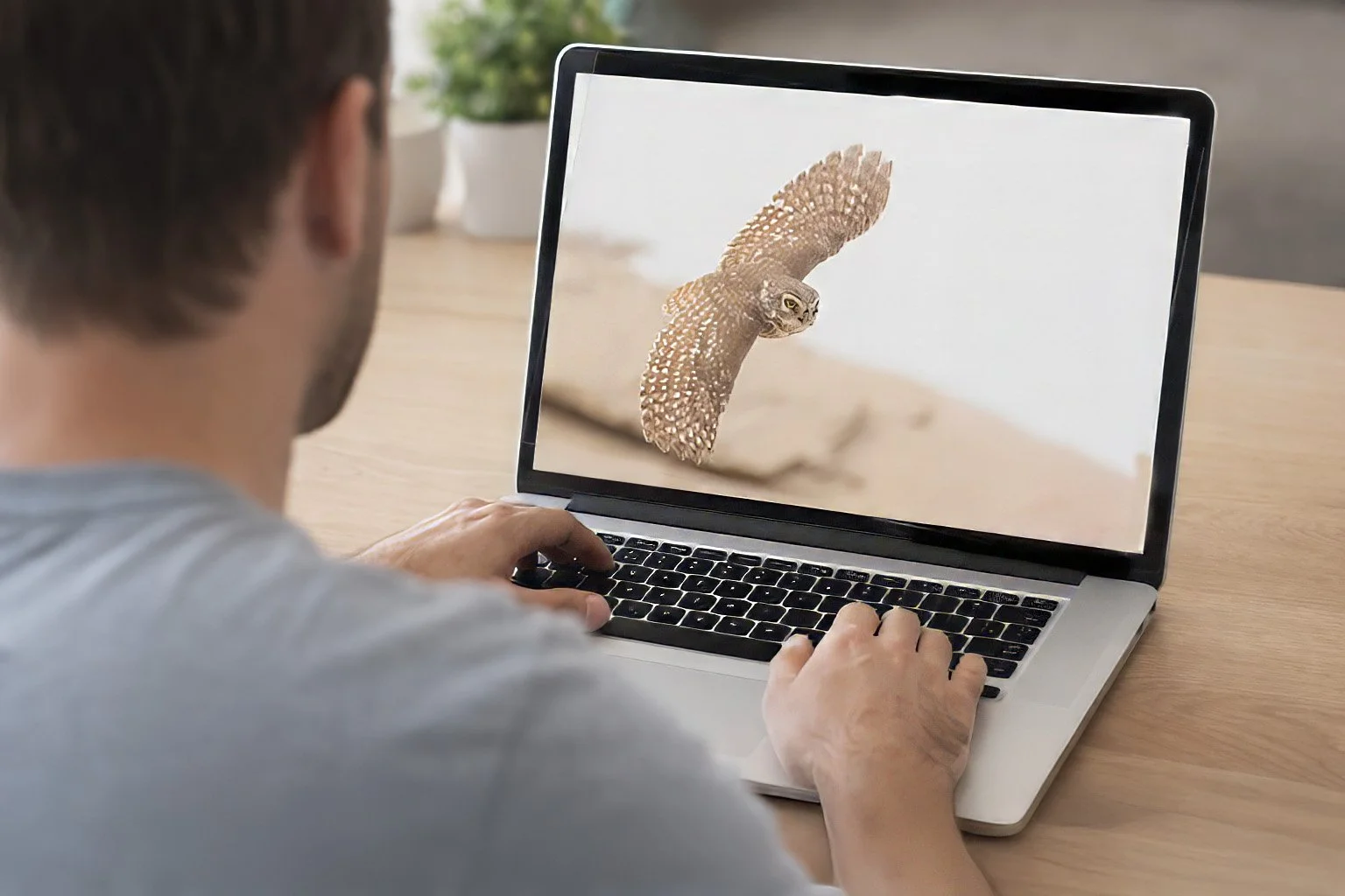 moc Little Owl in Flight.jpg