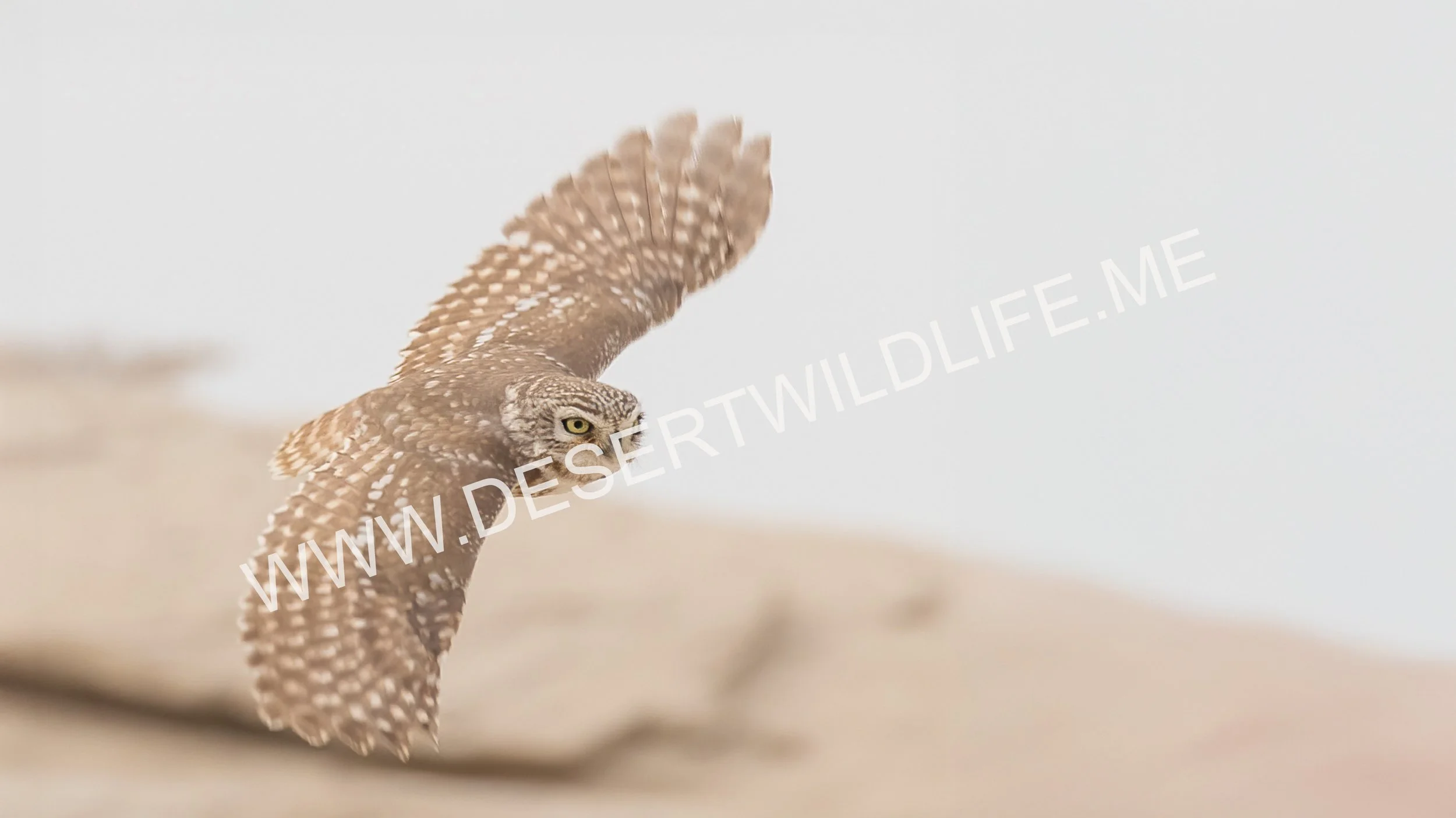 Little Owl in Flight