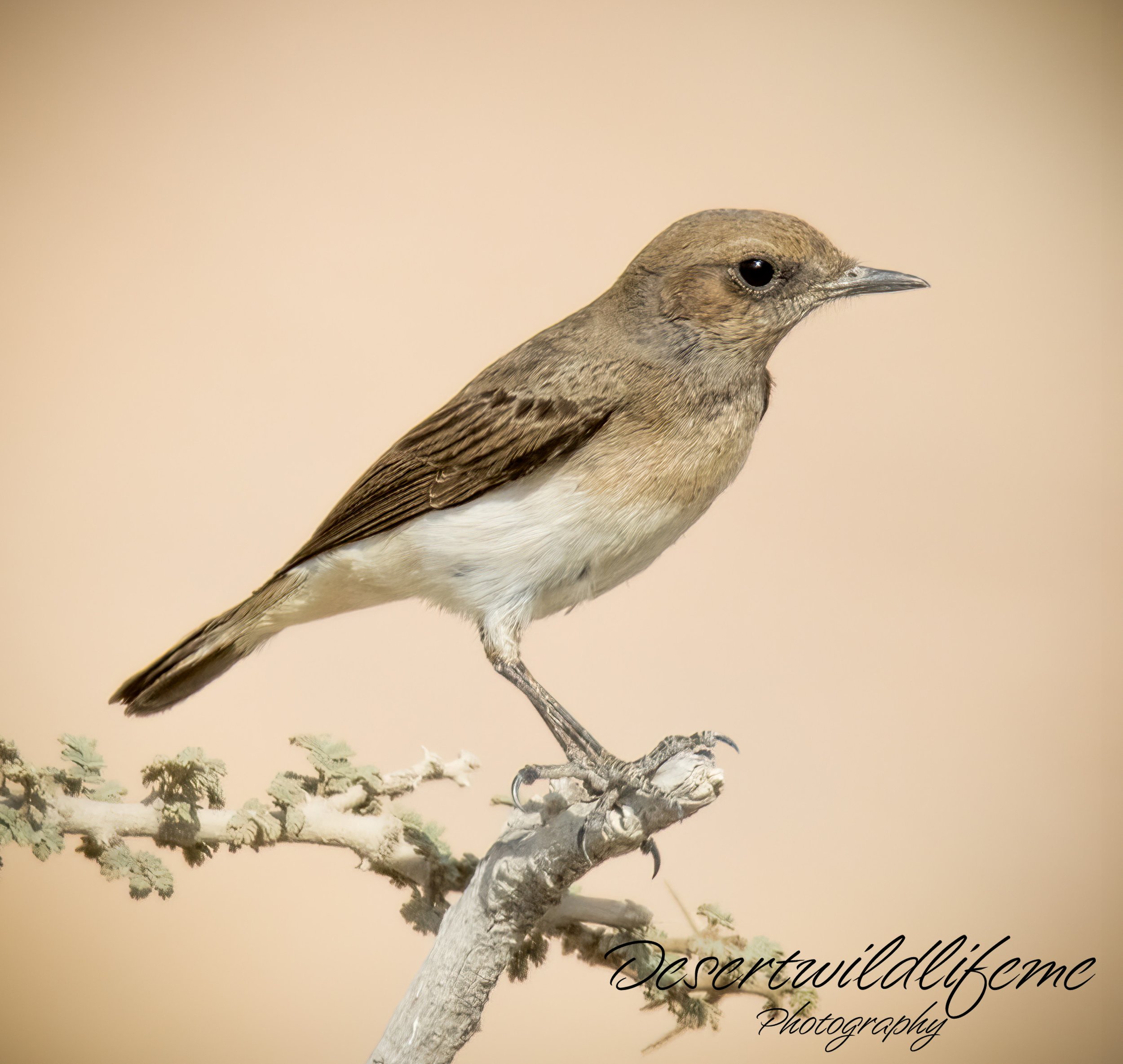 A small brown and white bird perched on a branch with a blurred neutral background.