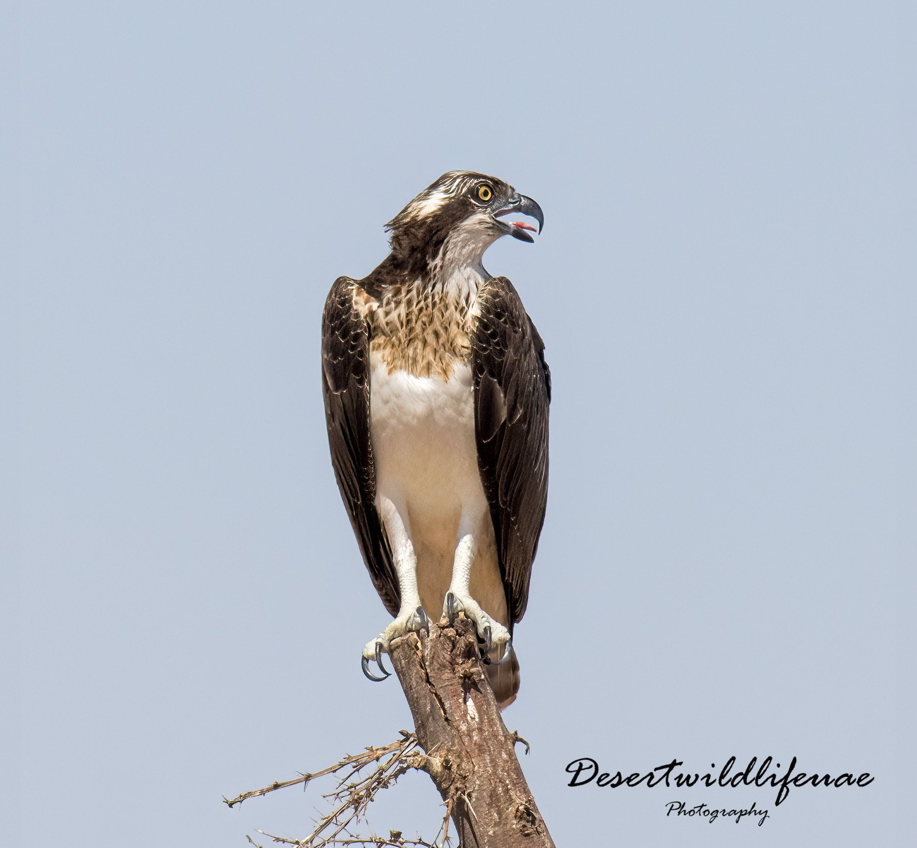 A bird of prey perched on a tree branch against a light blue sky.
