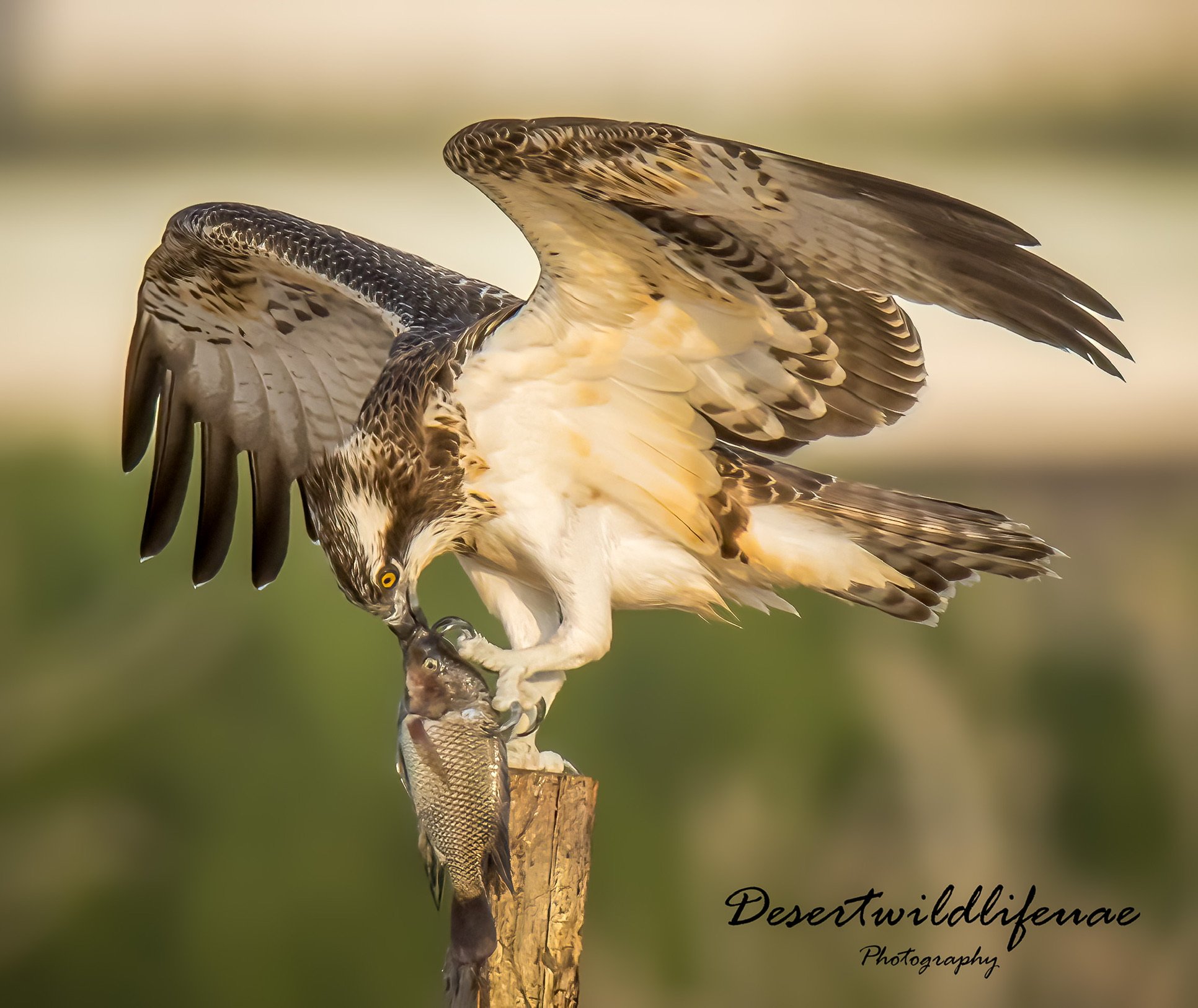 Osprey with yellow eyes catching a fish while perched on a wooden post, with a blurred green background.