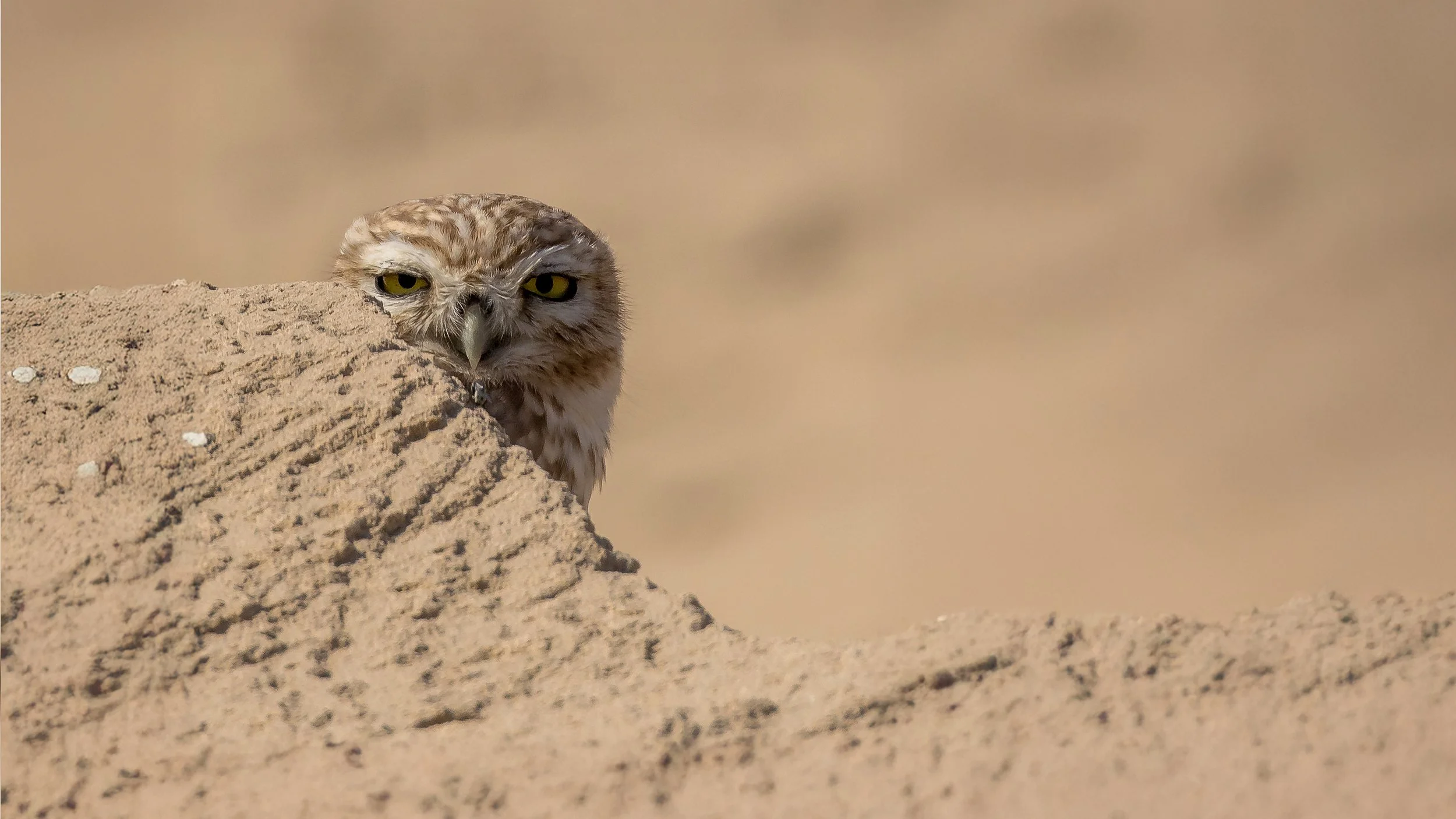 Peeping Little Owl