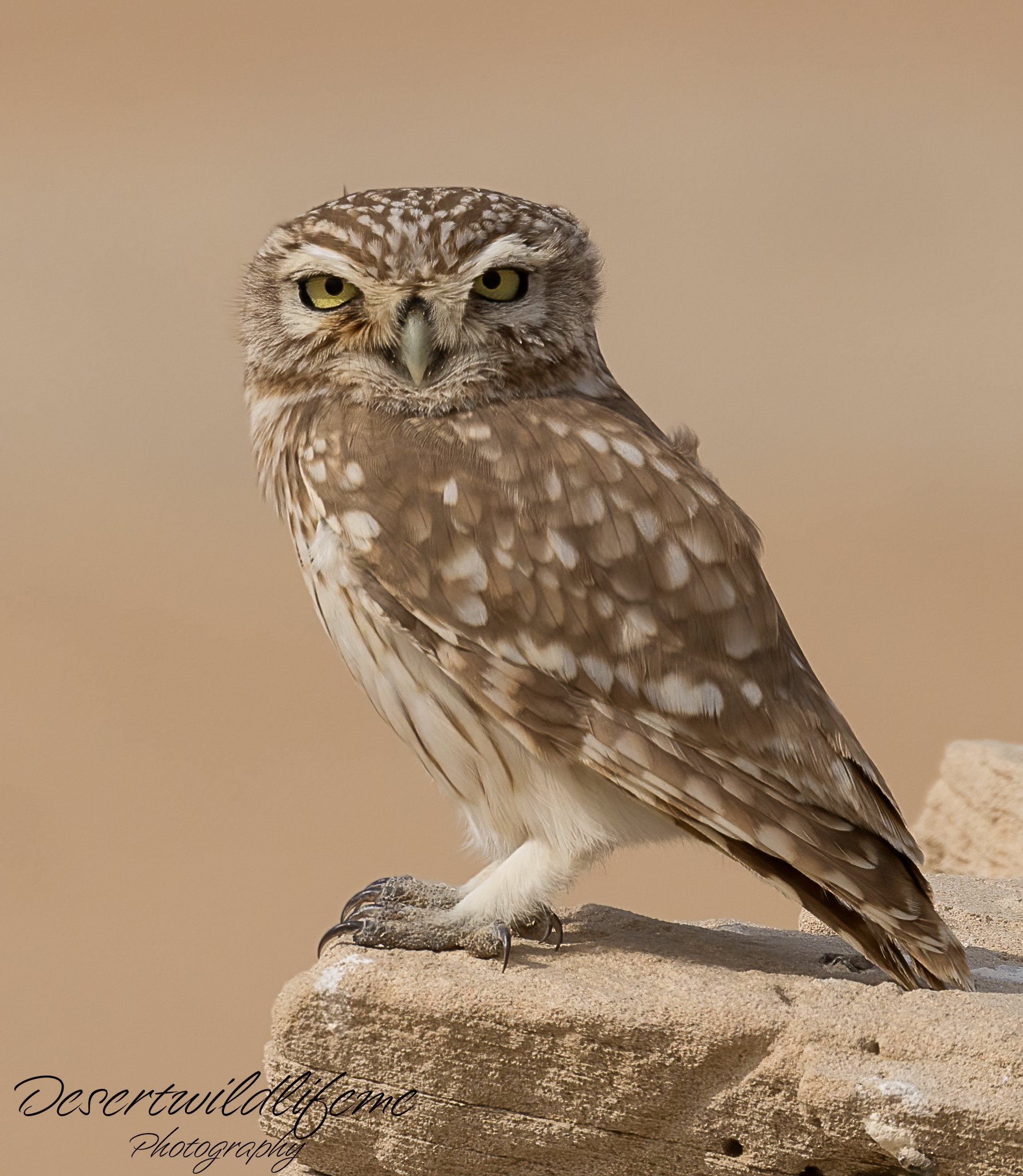 Close-up of a brown owl with piercing yellow eyes, perched on a rock with a blurred beige background.