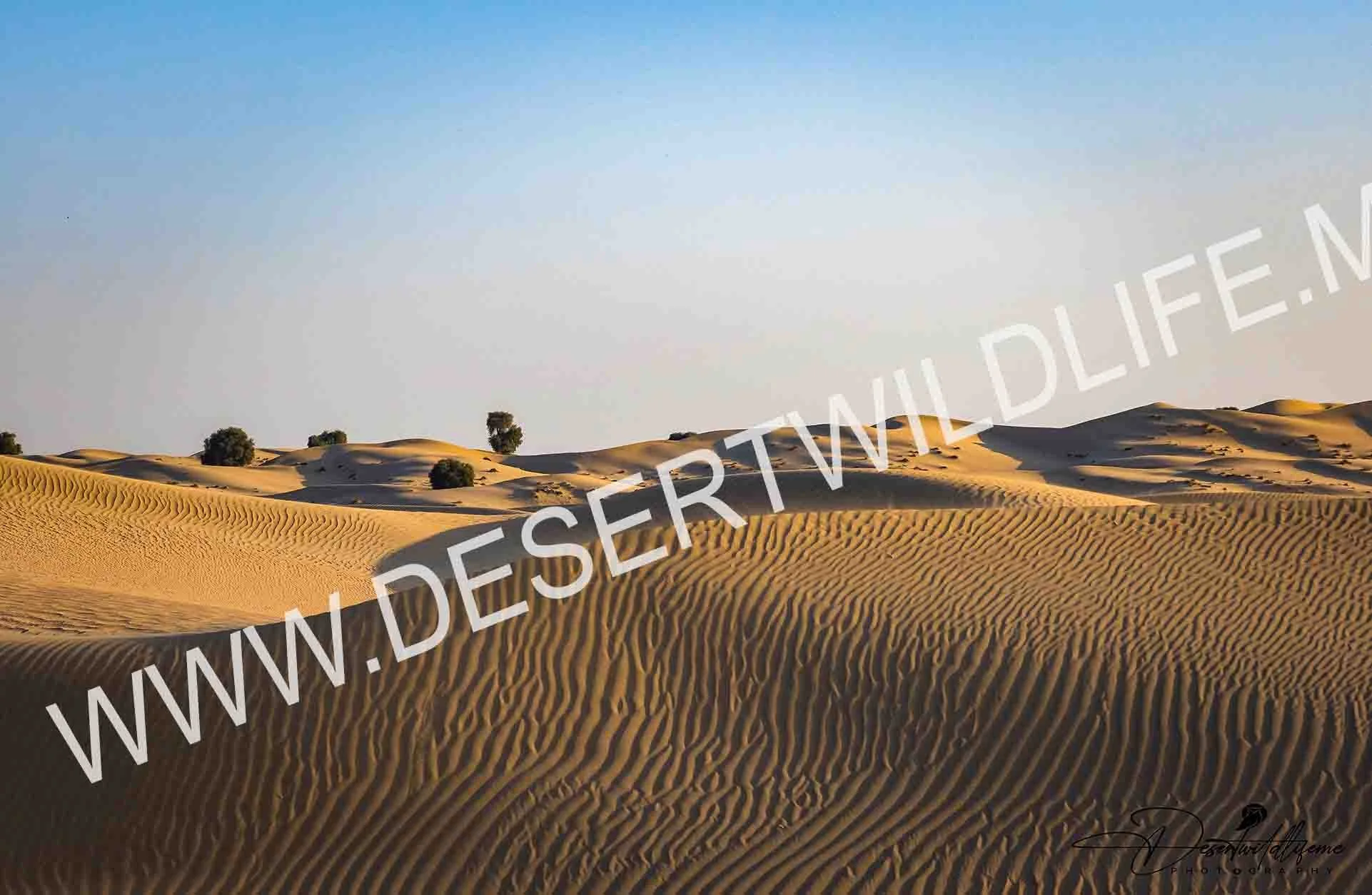 10L5A0531 - Copy.jpg