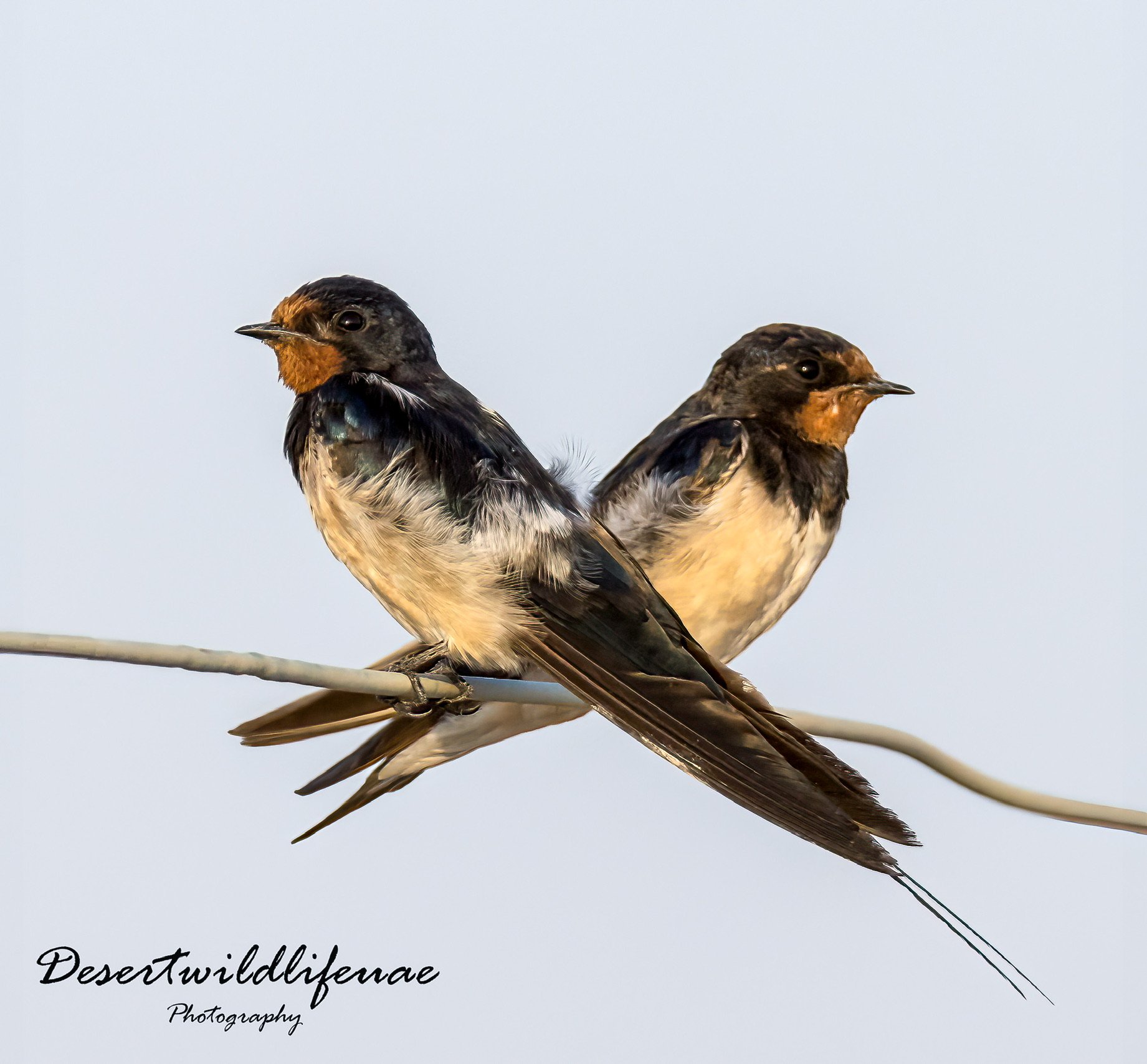 Two small birds perched on a wire, facing opposite directions, with dark brown and white plumage and orange markings on their faces, against a pale sky background.
