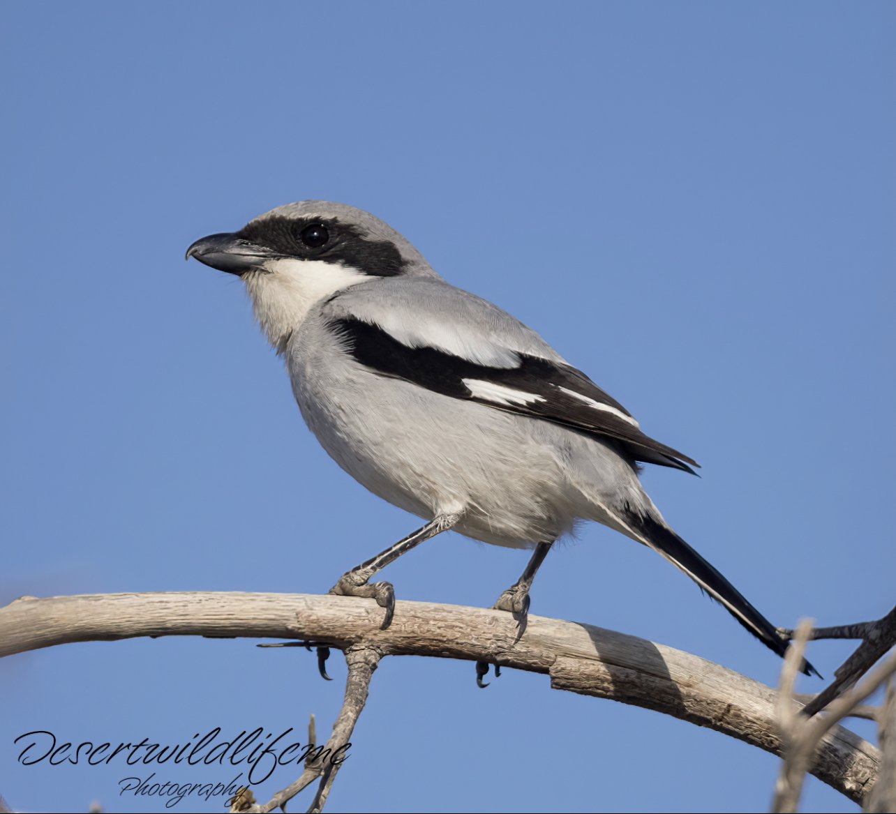 A black-capped chickadee bird perched on a branch against a blue sky.
