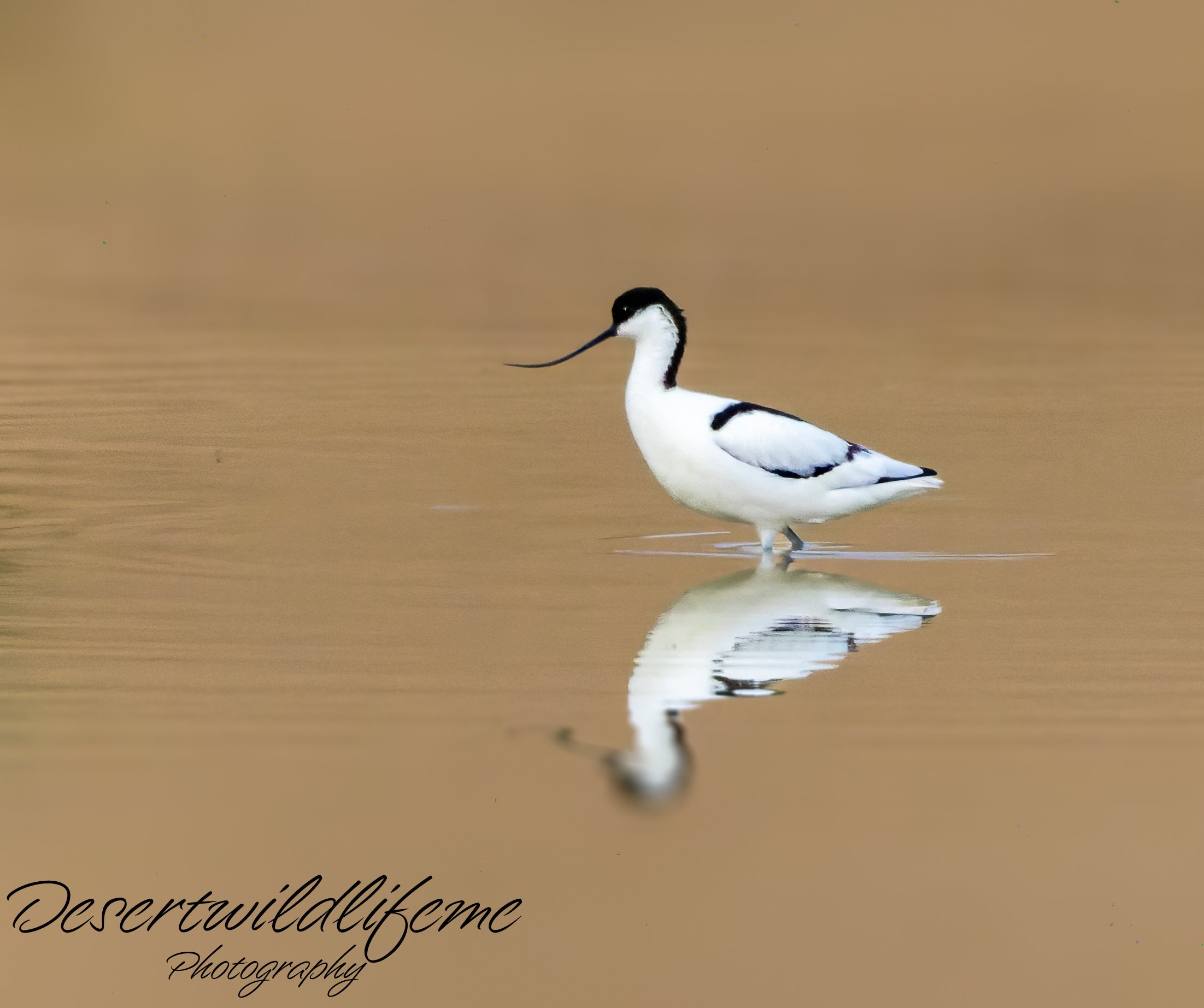 A Pied Avocet standing in shallow water with its reflection visible, and a light brown blurred background.