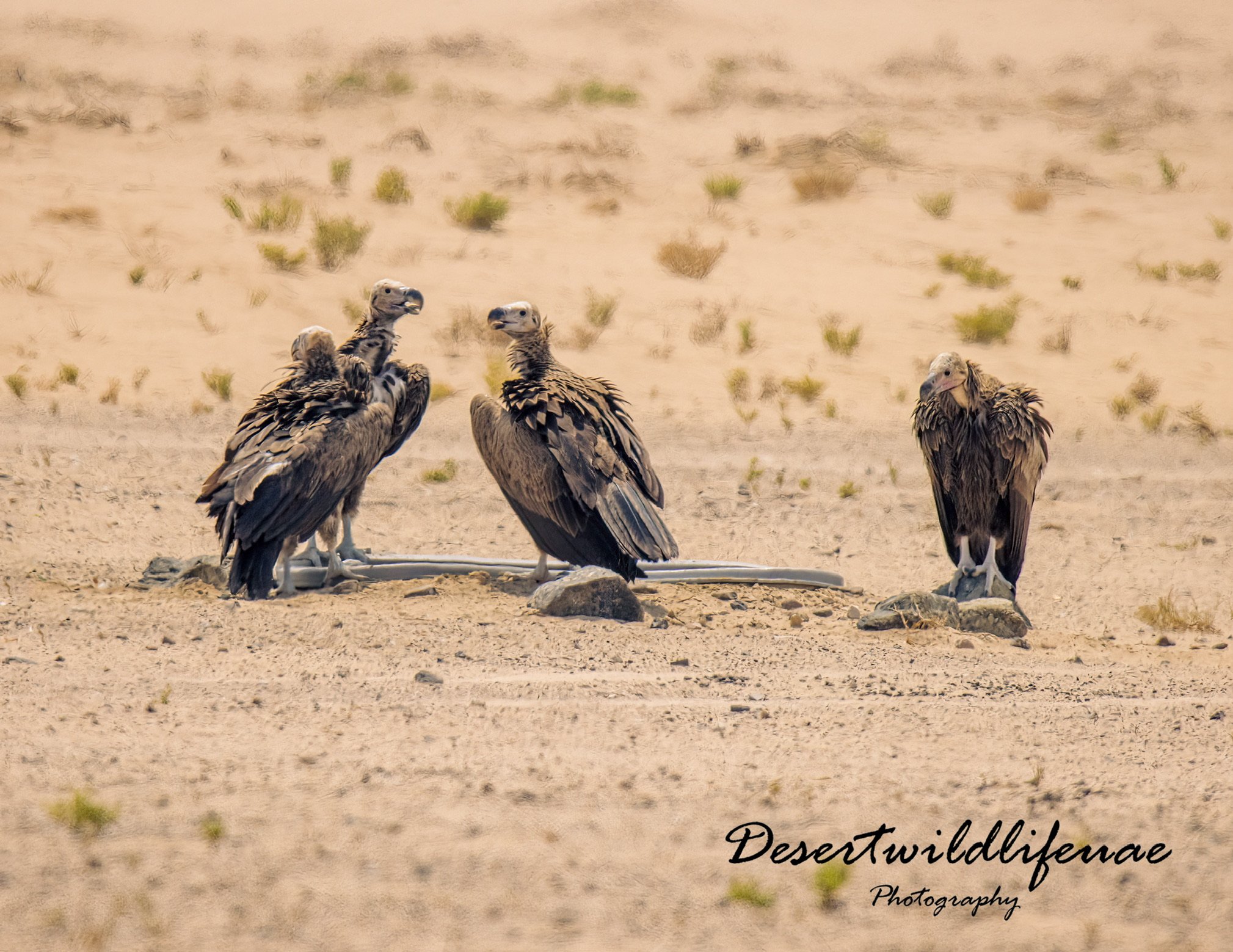 Group of four vultures standing on sandy desert terrain with sparse vegetation, two of them perched on a makeshift water pipe. The image features a watermark reading "Desertwildlifenae Photography" in the lower right corner.