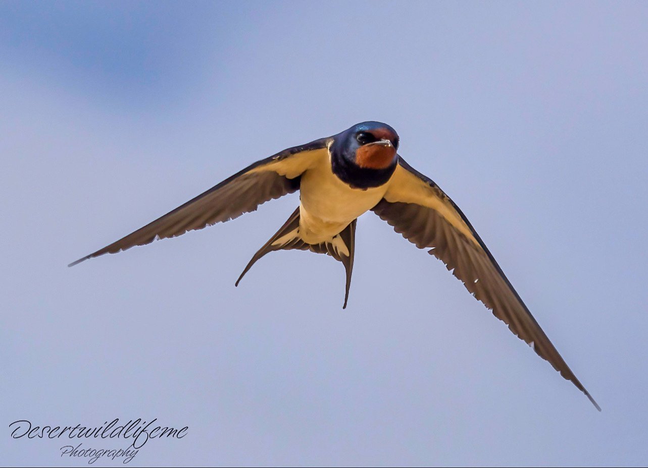 A barn swallow bird flying in a blue sky.