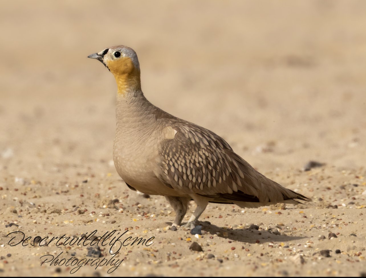 A bird with a yellow face and brown, patterned feathers standing on sandy ground.