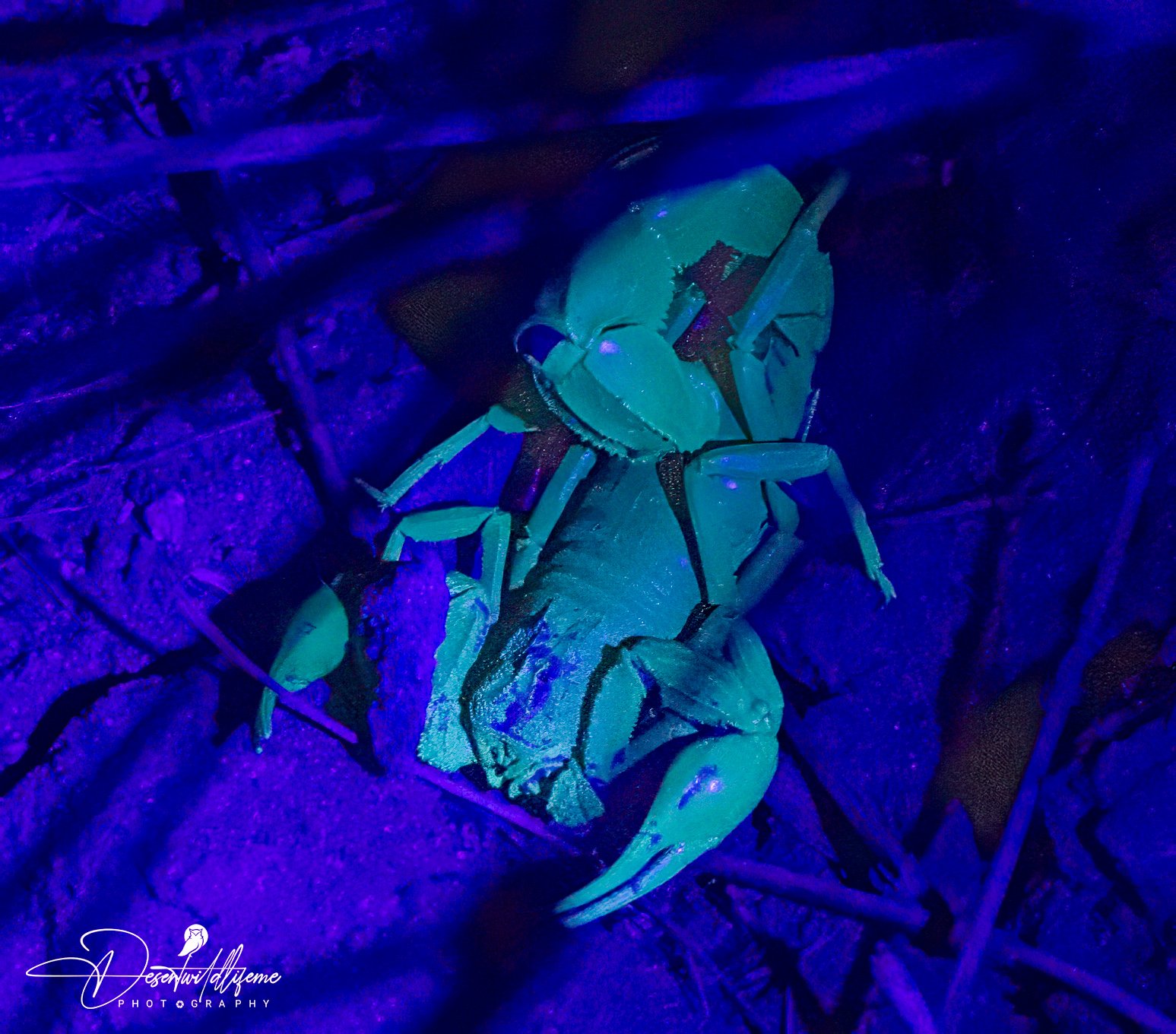 Lime green scorpion with black markings on its body, illuminated under blacklight, on a bed of wood chips.