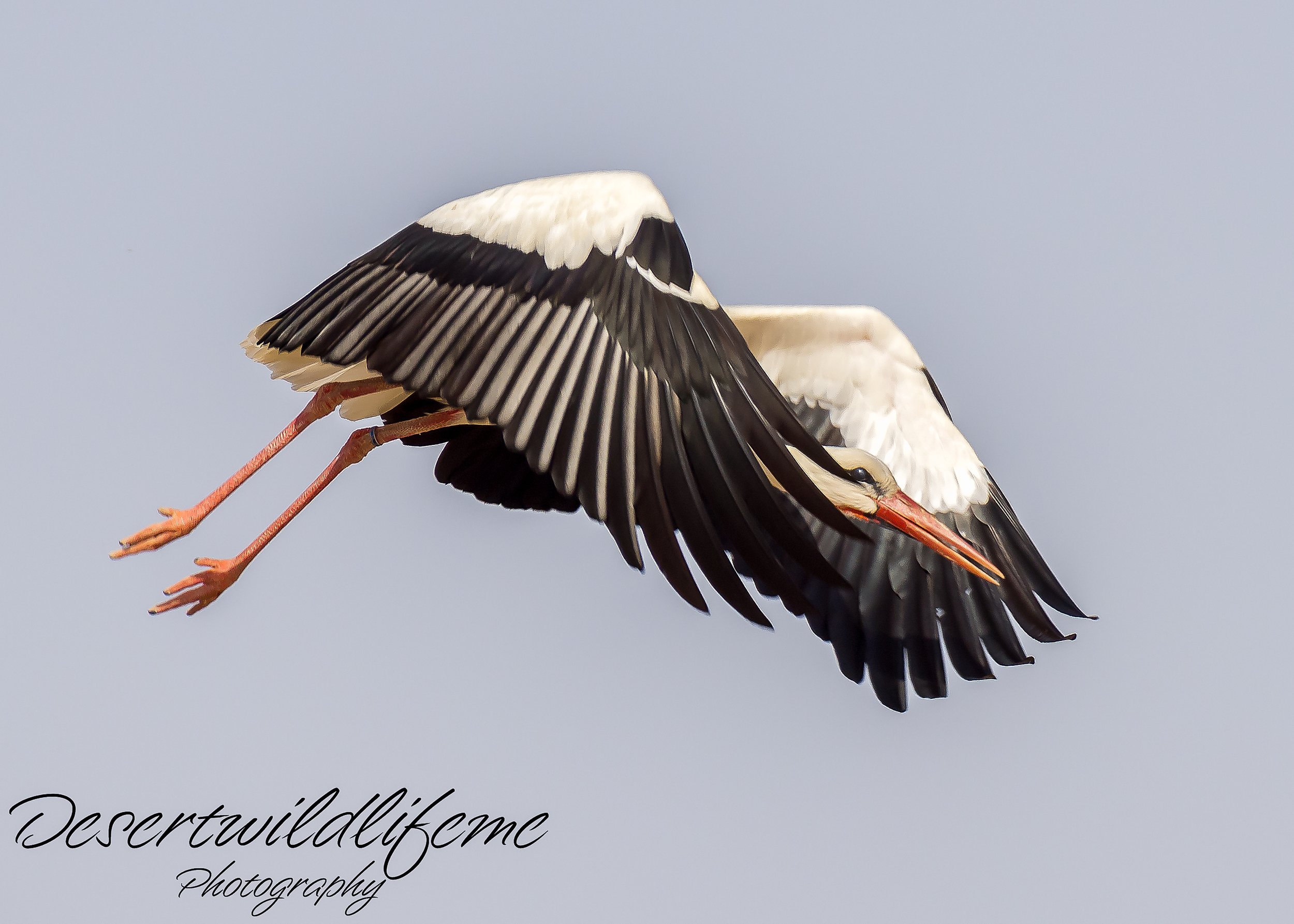 A stork flying in the sky with its wings spread out and legs extended behind it.