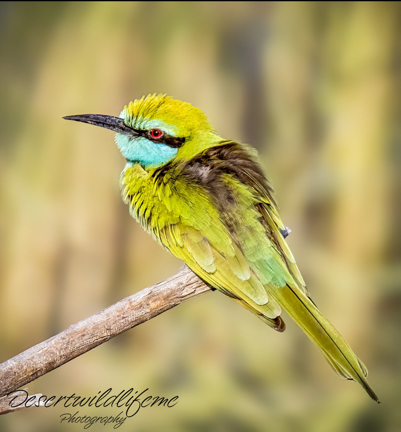 Colorful bird with green, blue, and brown feathers perched on a branch.