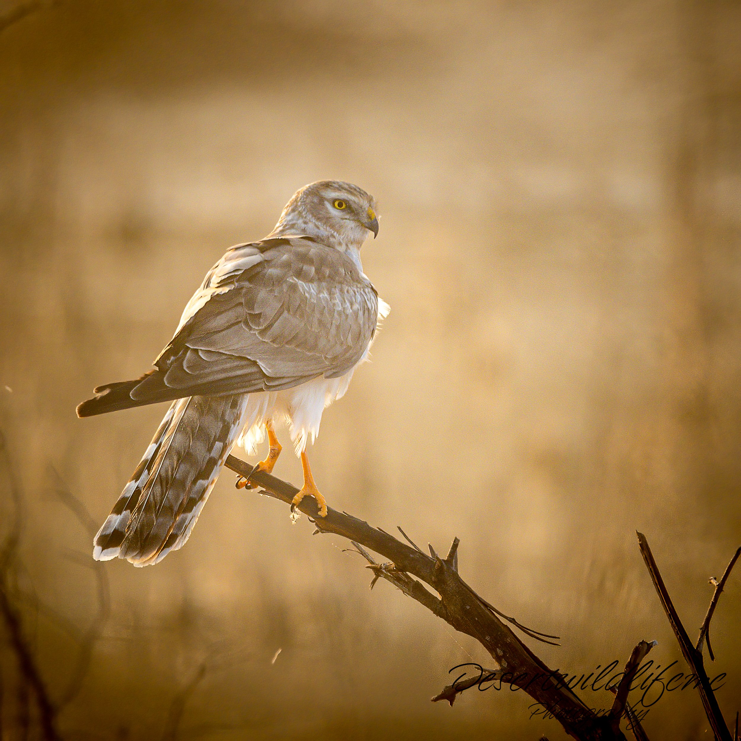 A hawk perched on a tree branch with a blurred beige background.