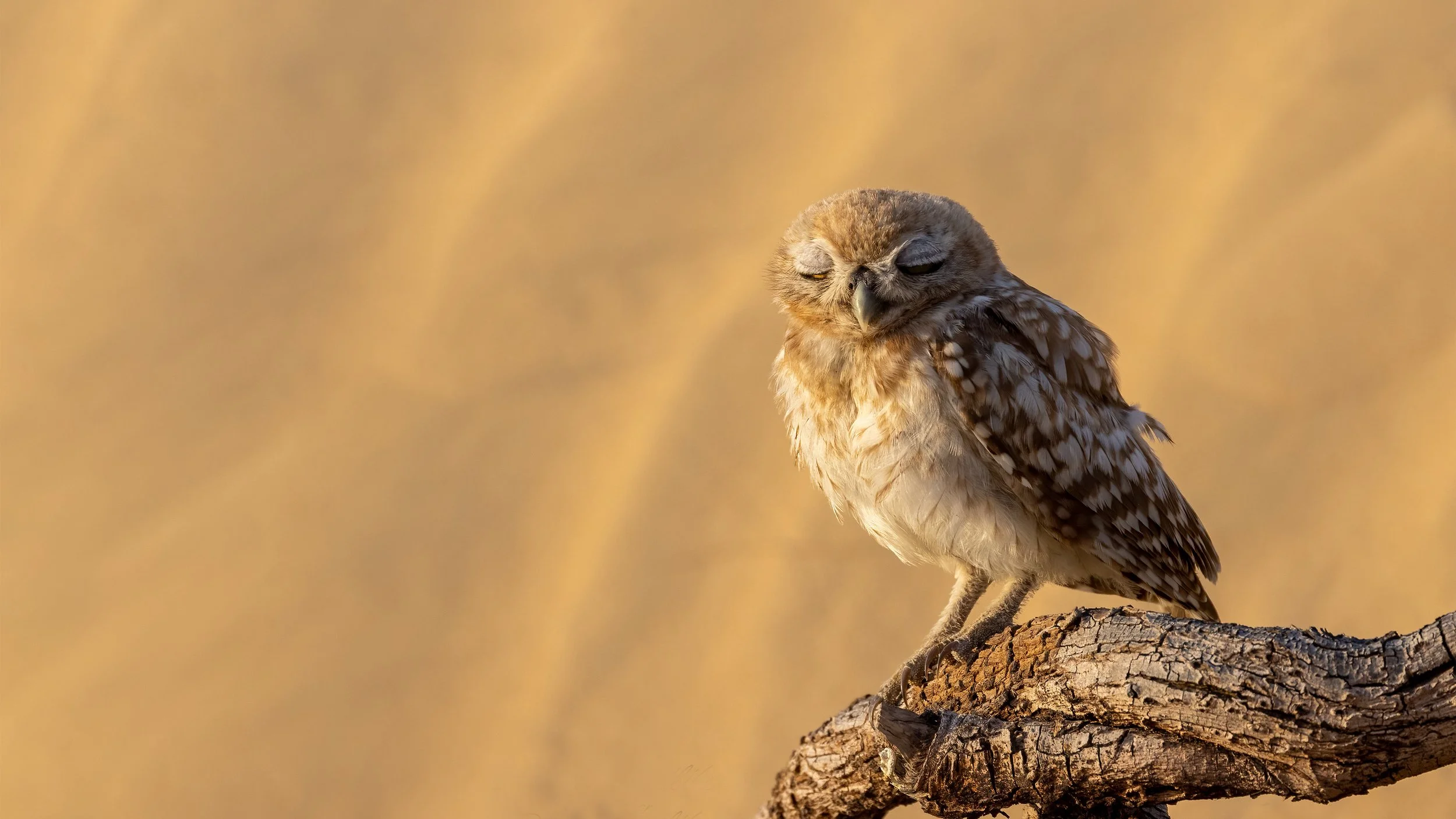 Sleepy Little Owl