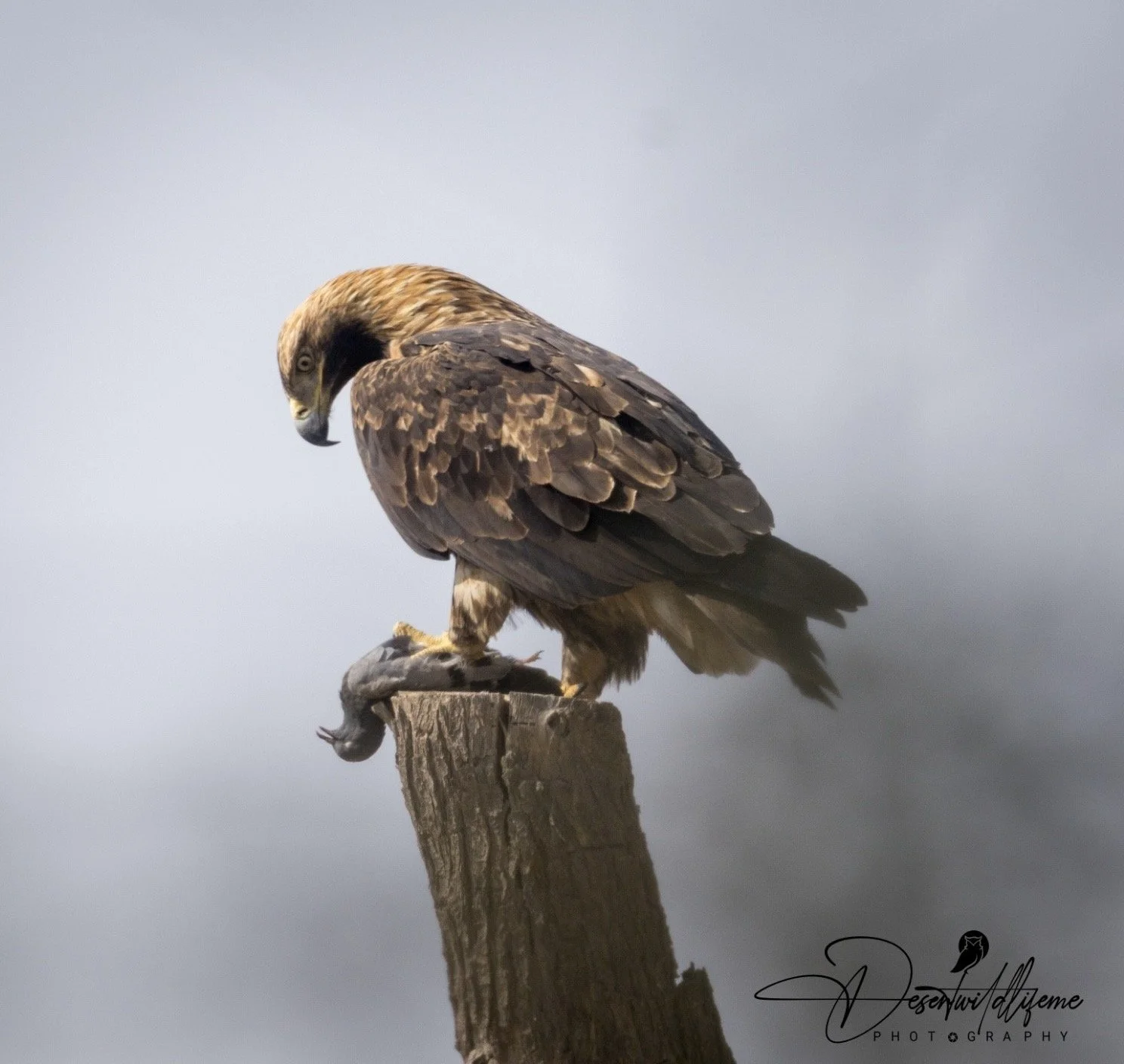 A bird of prey, likely a hawk, perched on a wooden post with a pegion in its talons, against a cloudy sky background.