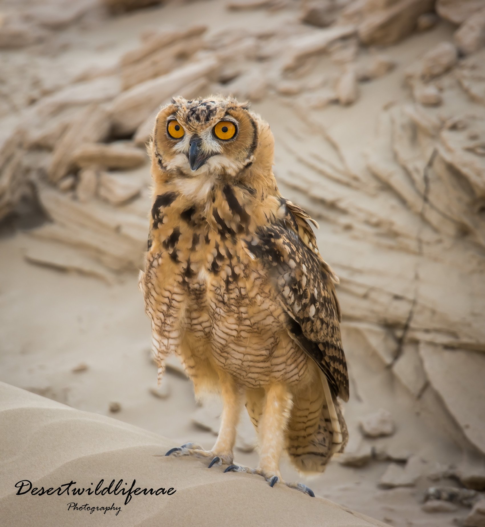 Close-up of a majestic owl with bright yellow eyes standing on sand dunes with rocks in the background.