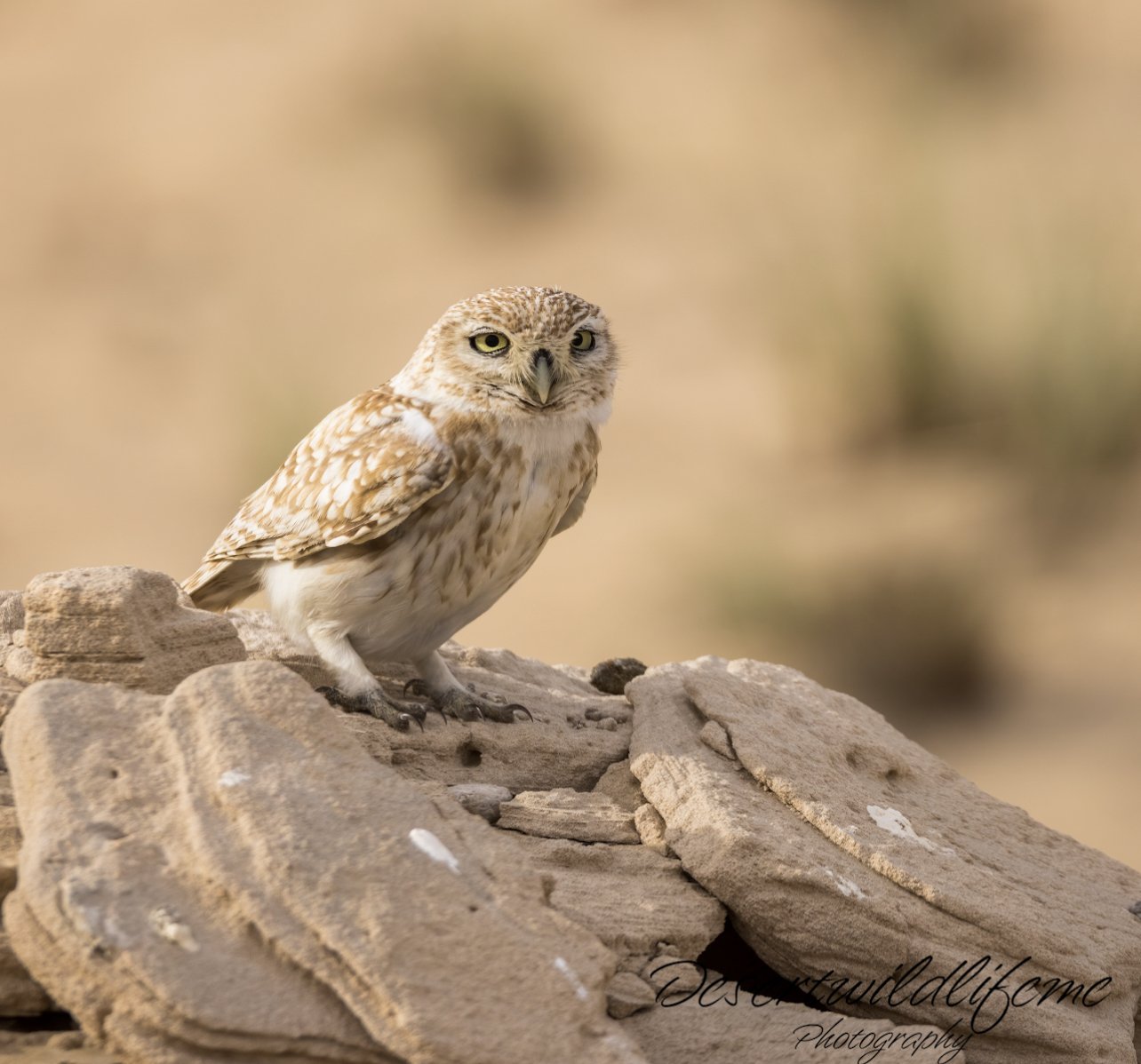A small owl with brown and white feathers perched on a rocky surface in a desert-like environment.