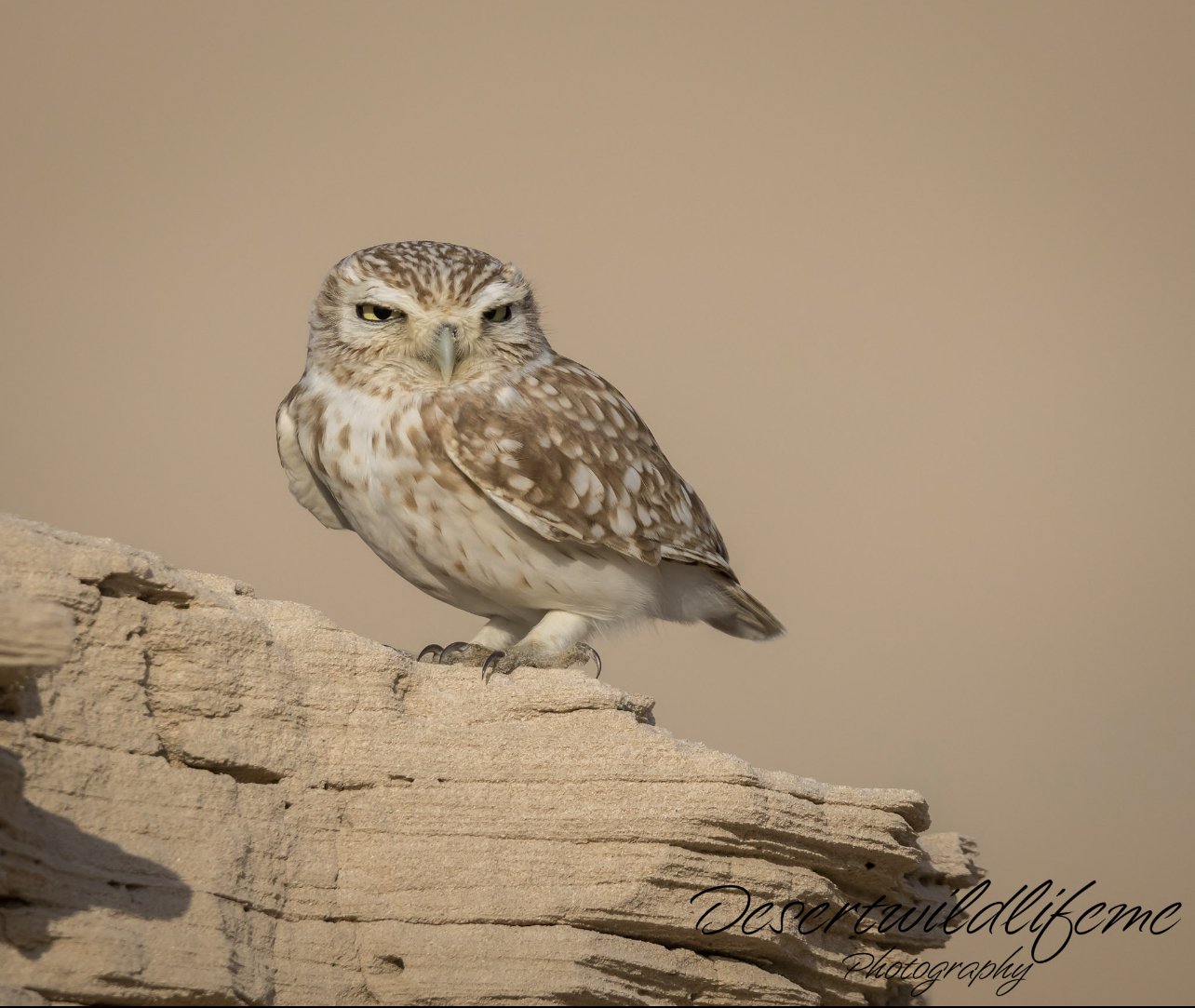 A small brown and white owl perched on a light-colored rock with a plain beige background.