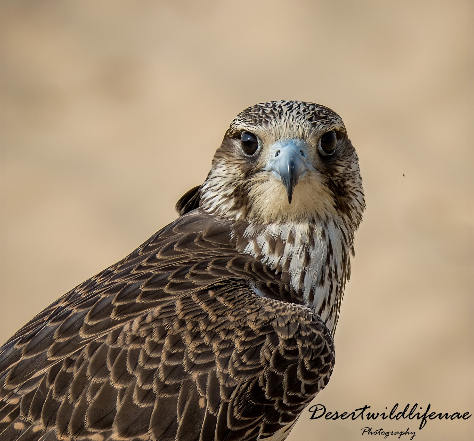 Close-up of a hawk with brown and white feathers, dark eyes, and a sharp beak, against a blurred beige background.