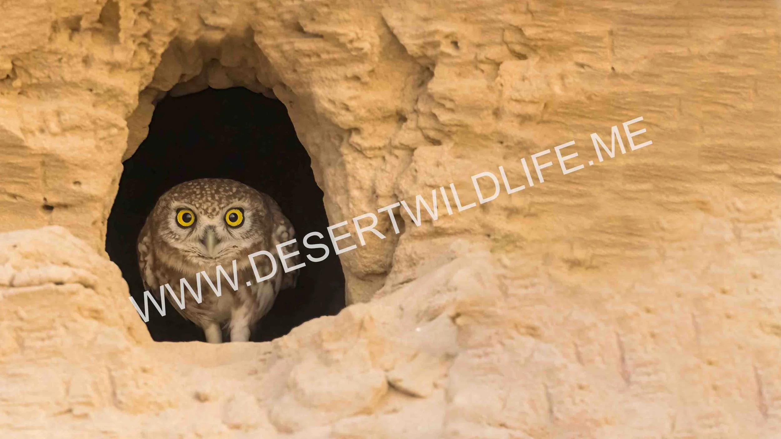 Little Owl in Sandstone