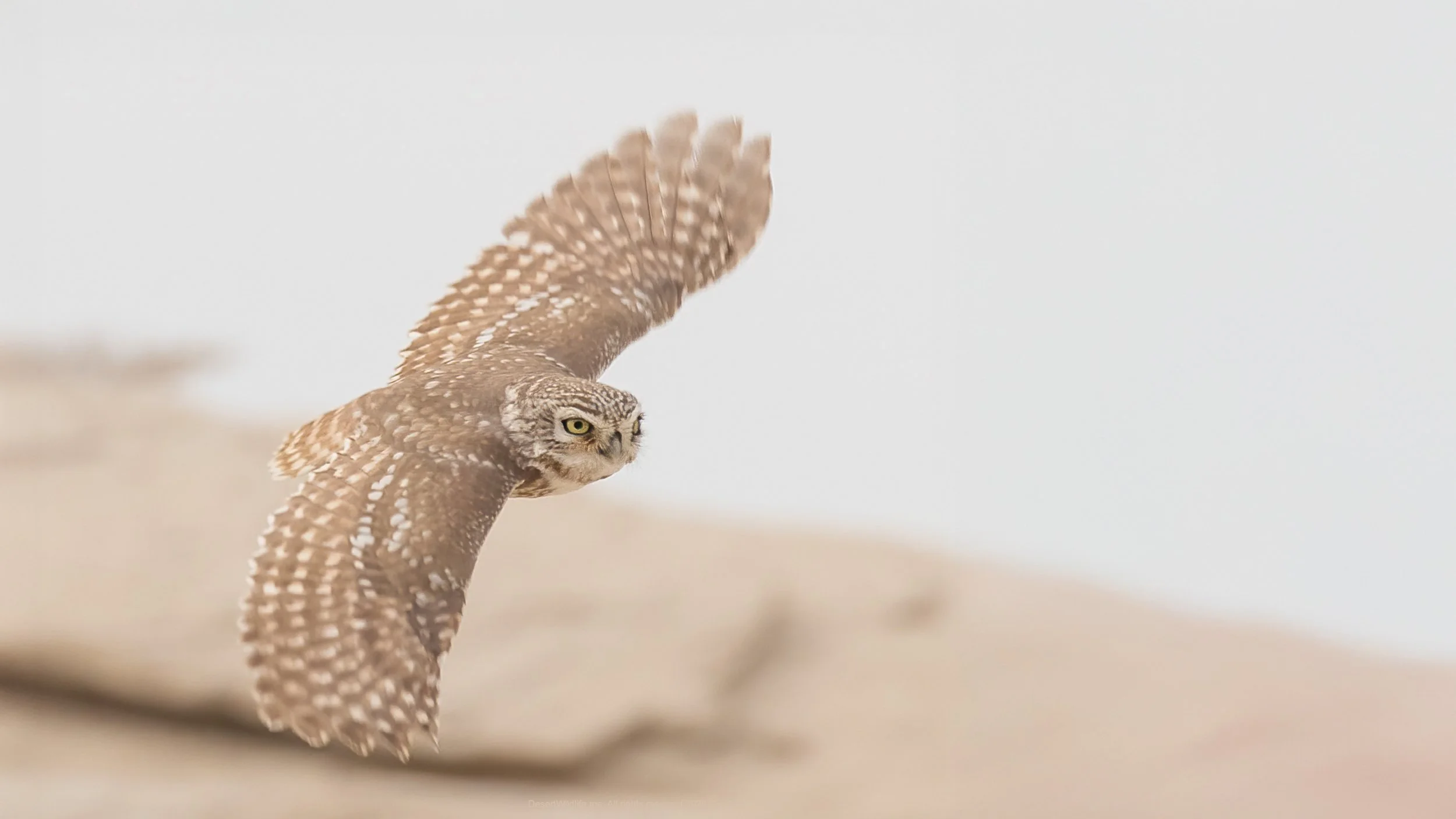 Little Owl in Flight