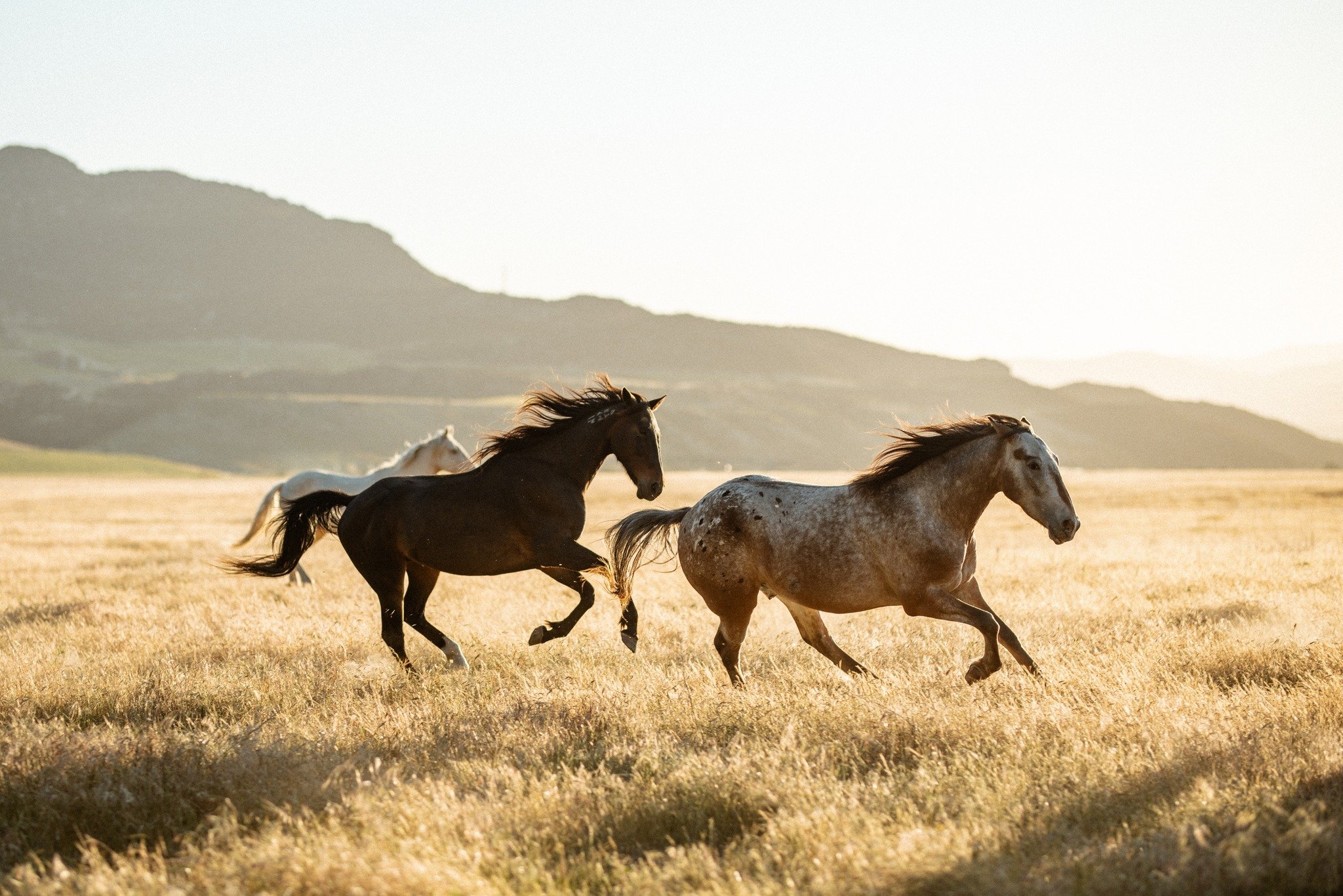 Dust is almost complete.

I have a handful of final prints available before this body of work is officially closed.

Thank you for everyone who has supported Dust in the past year!