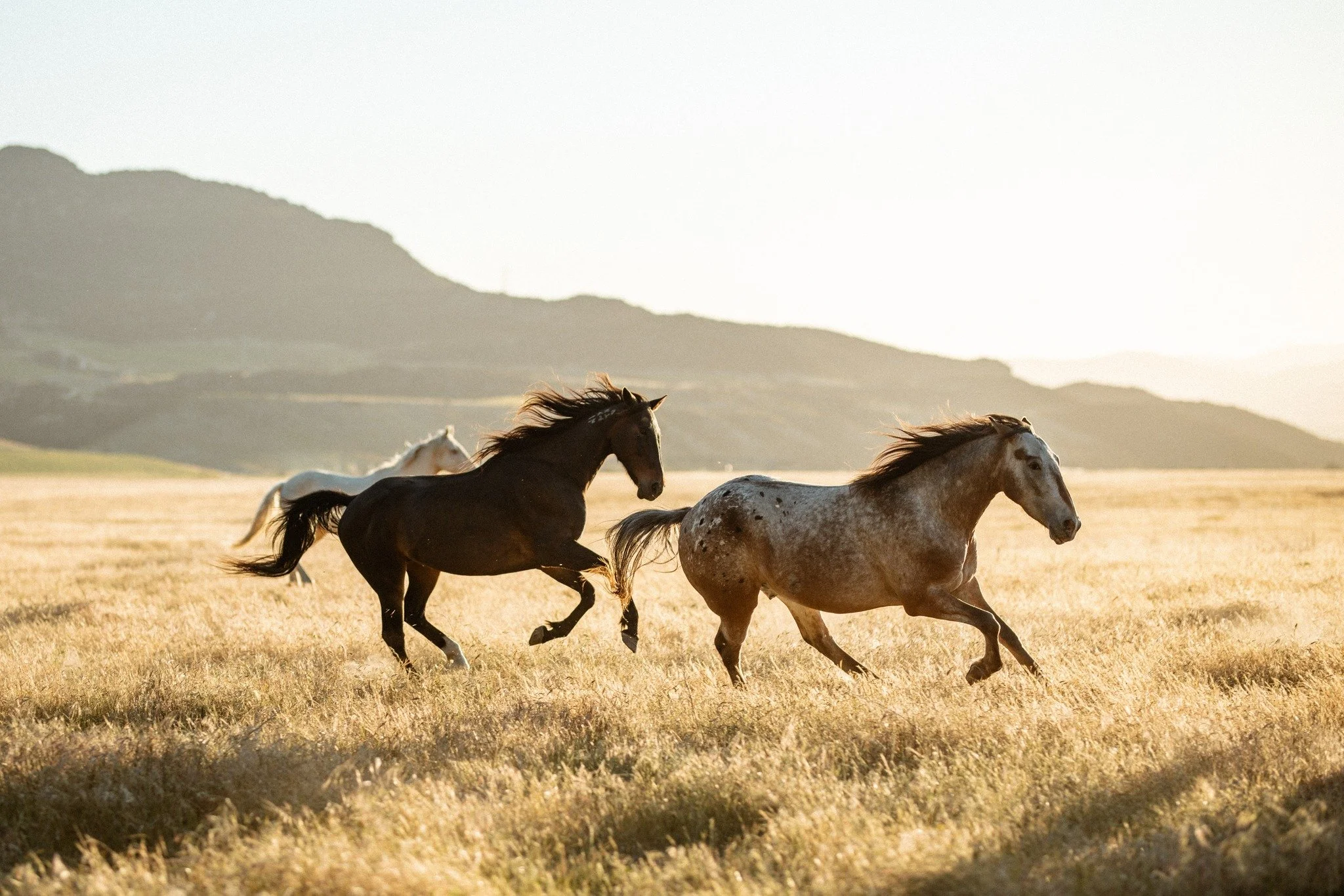 Dust is almost complete.

I have a handful of final prints available before this body of work is officially closed.

Thank you for everyone who has supported Dust in the past year!