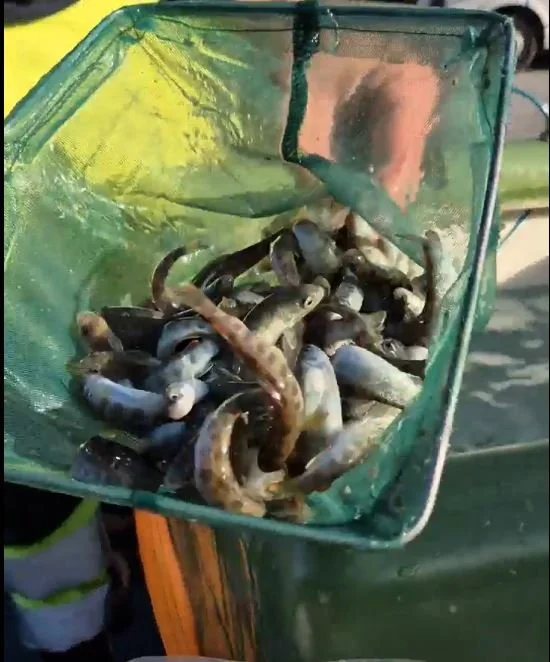 Fiskeyngel satt ut i Vermevatnet