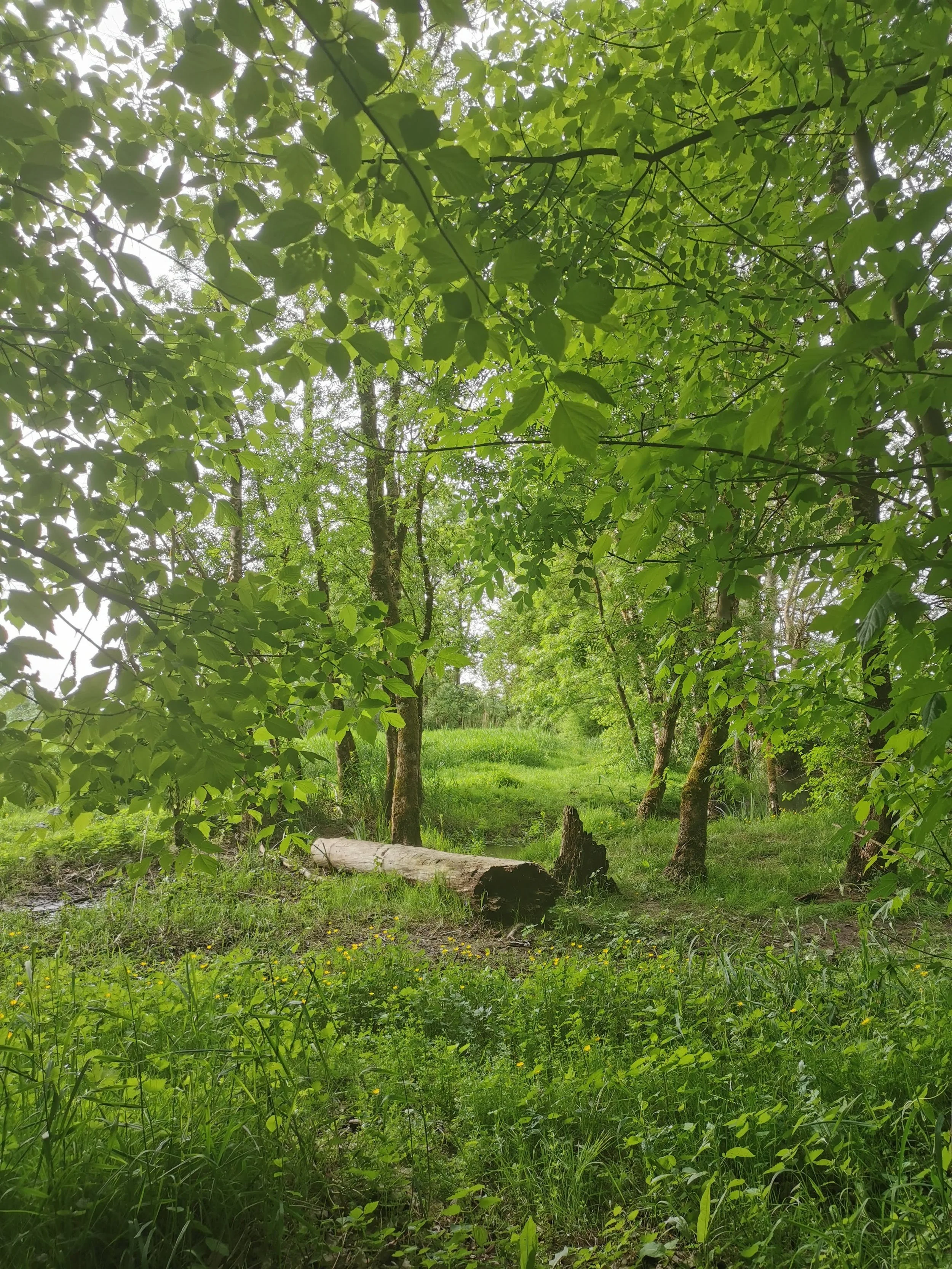 Festival “La Forêt vous murmure”, à l’écoute des vivants