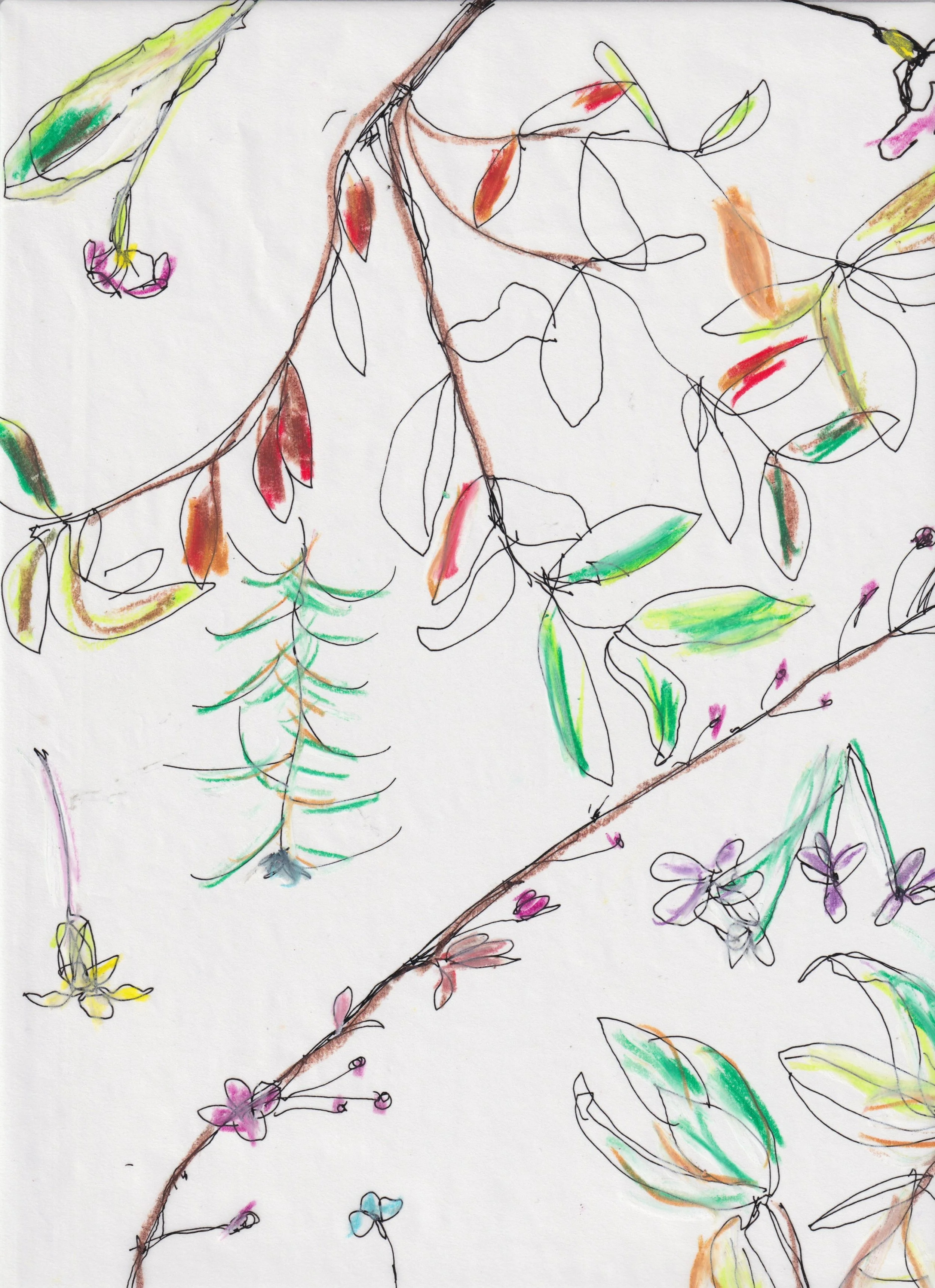 herbier jardin4.jpeg