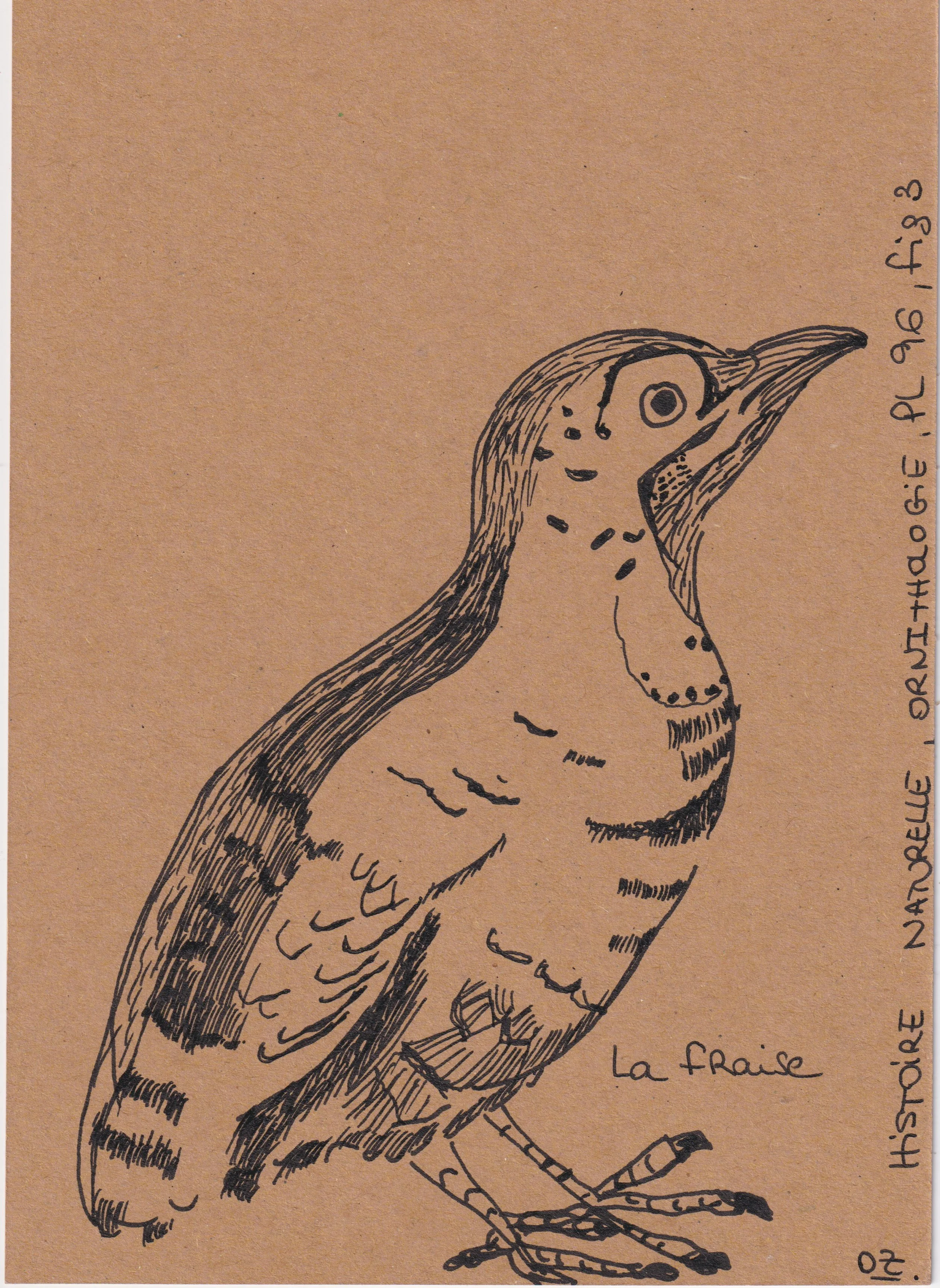 oiseaux1.jpeg